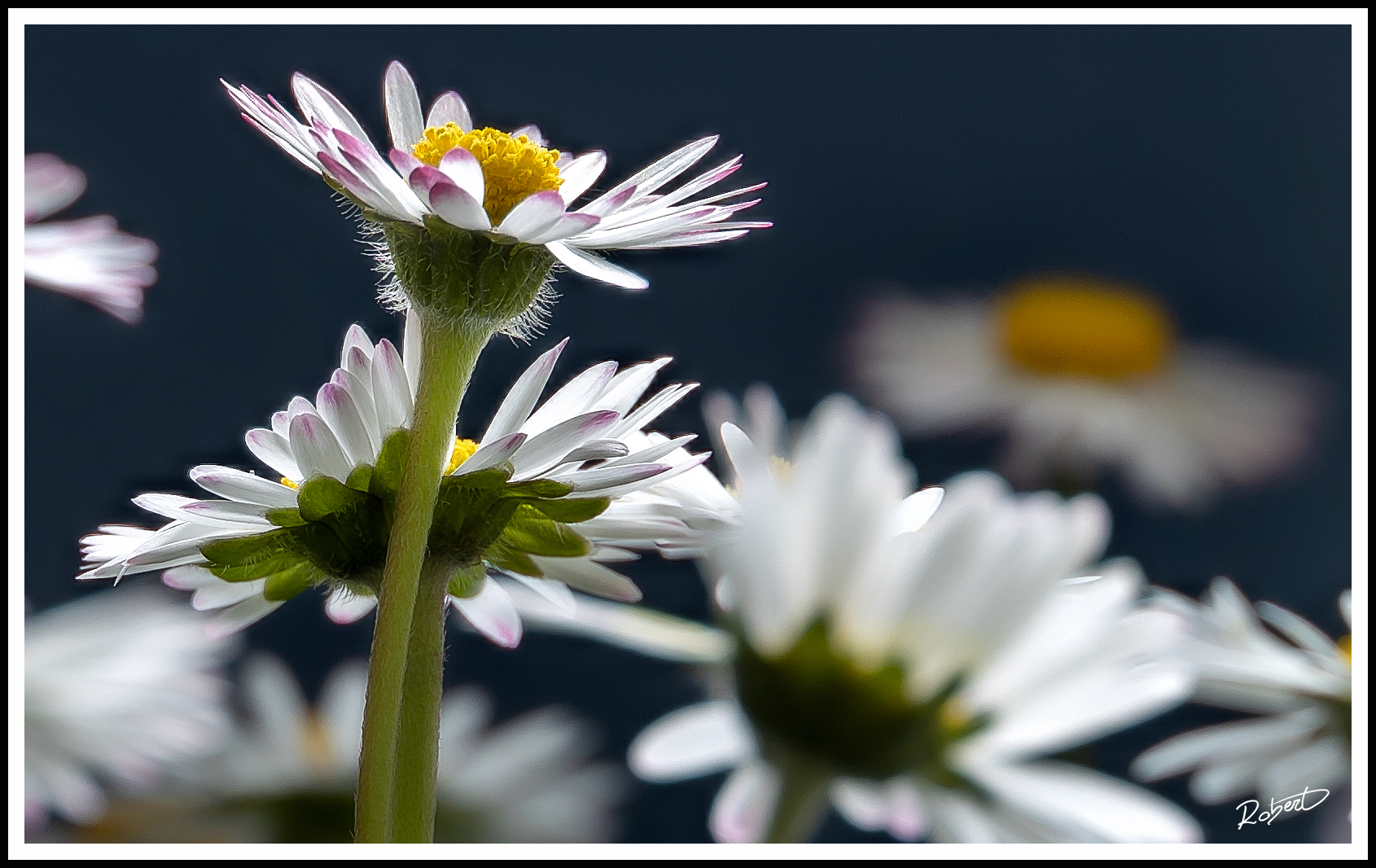 Strong crop from photo with canon RF 24-240