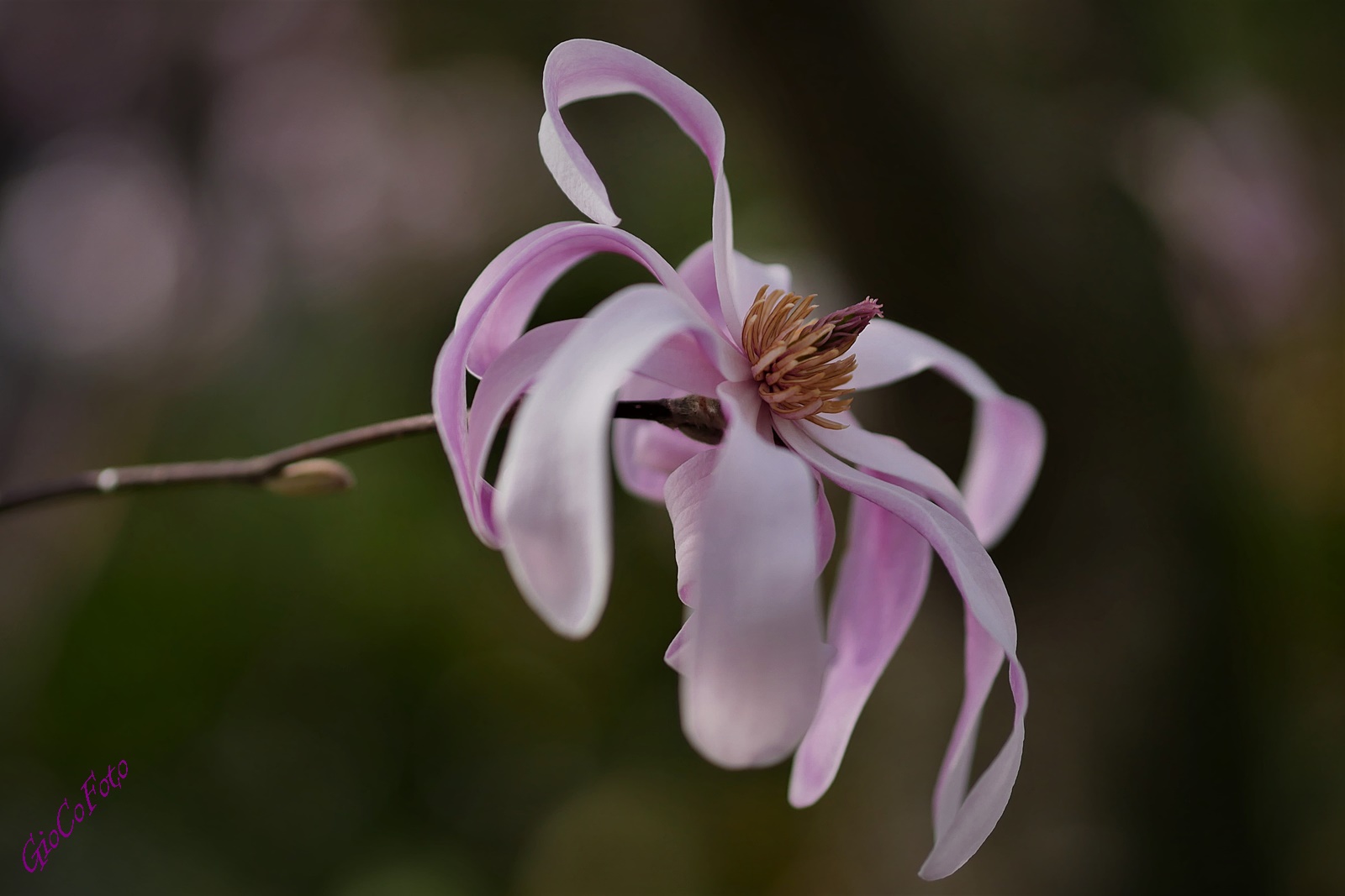 petali come tentacoli