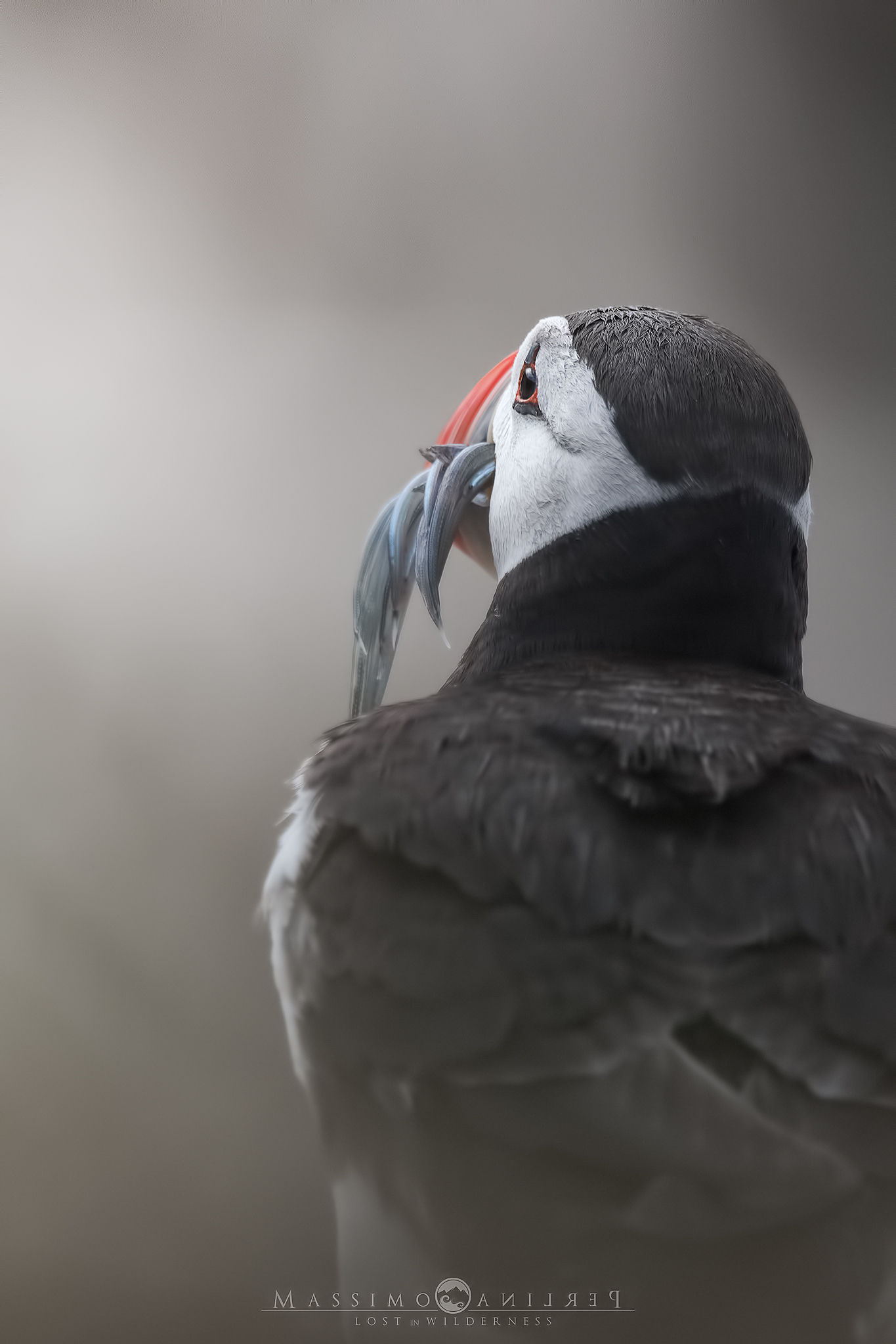 Blessed Puffin