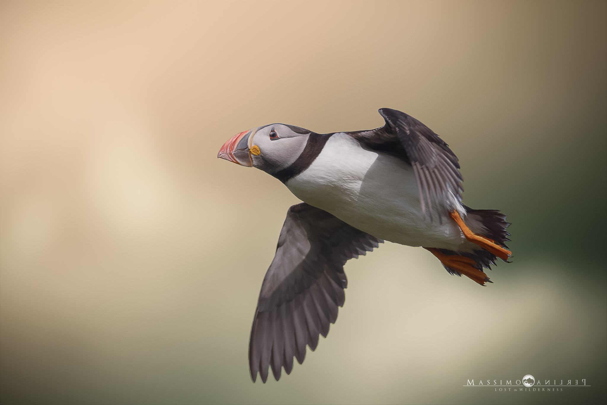 Fling Puffin