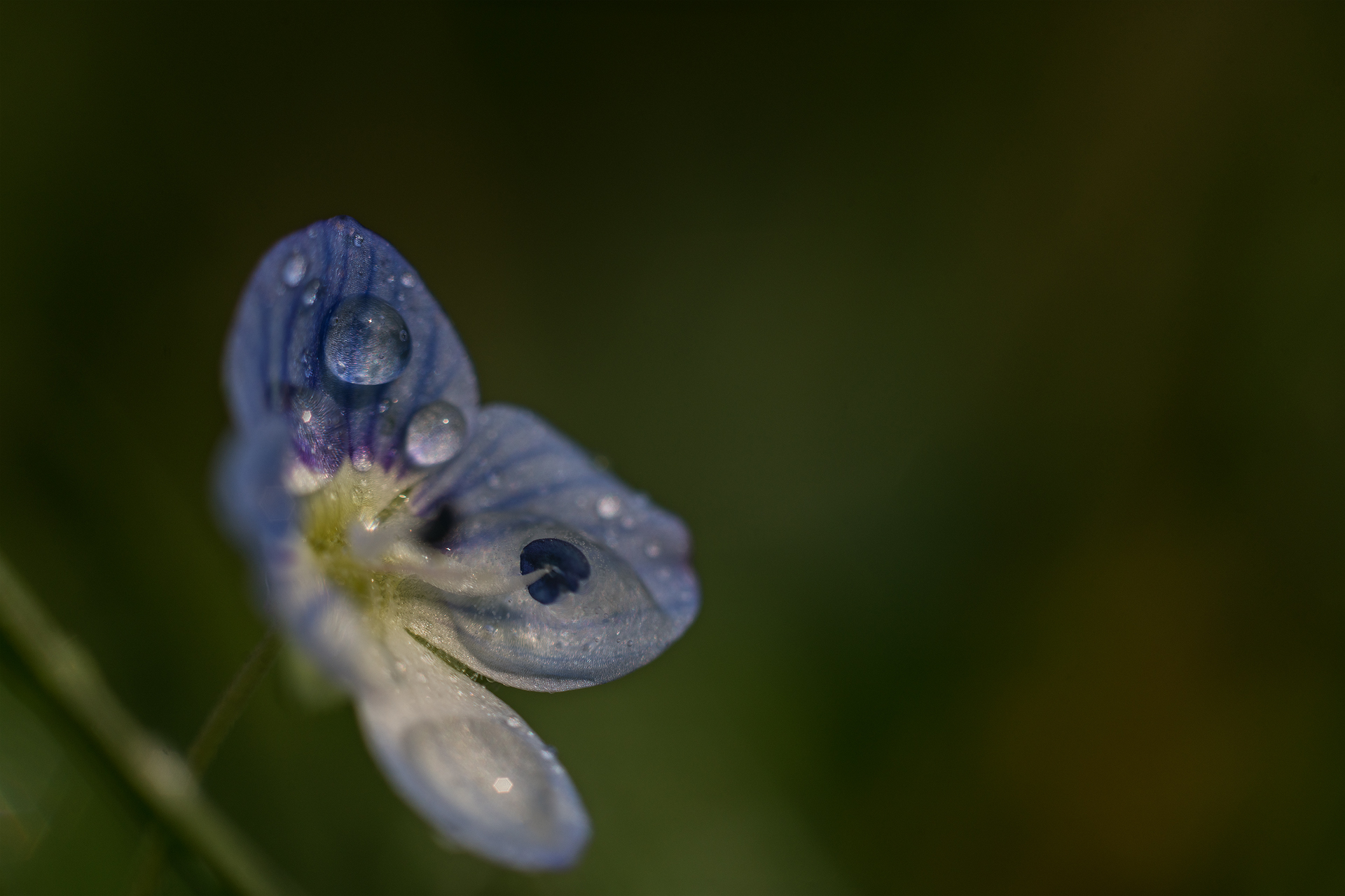 Helios 44-2
