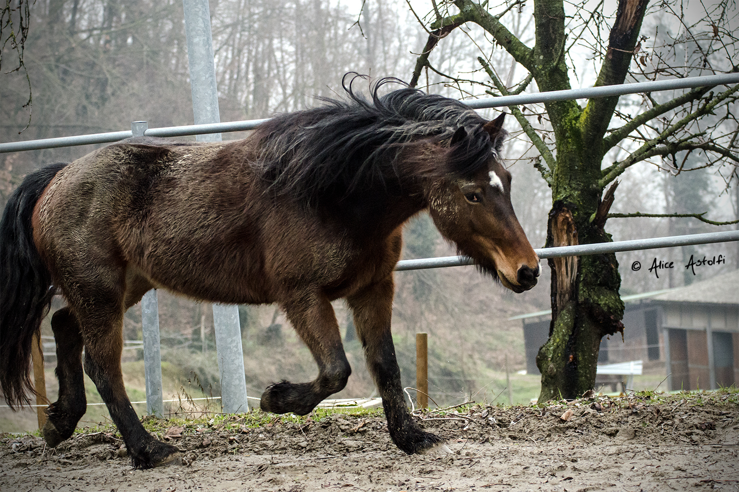 Fango, nebbia e libertà