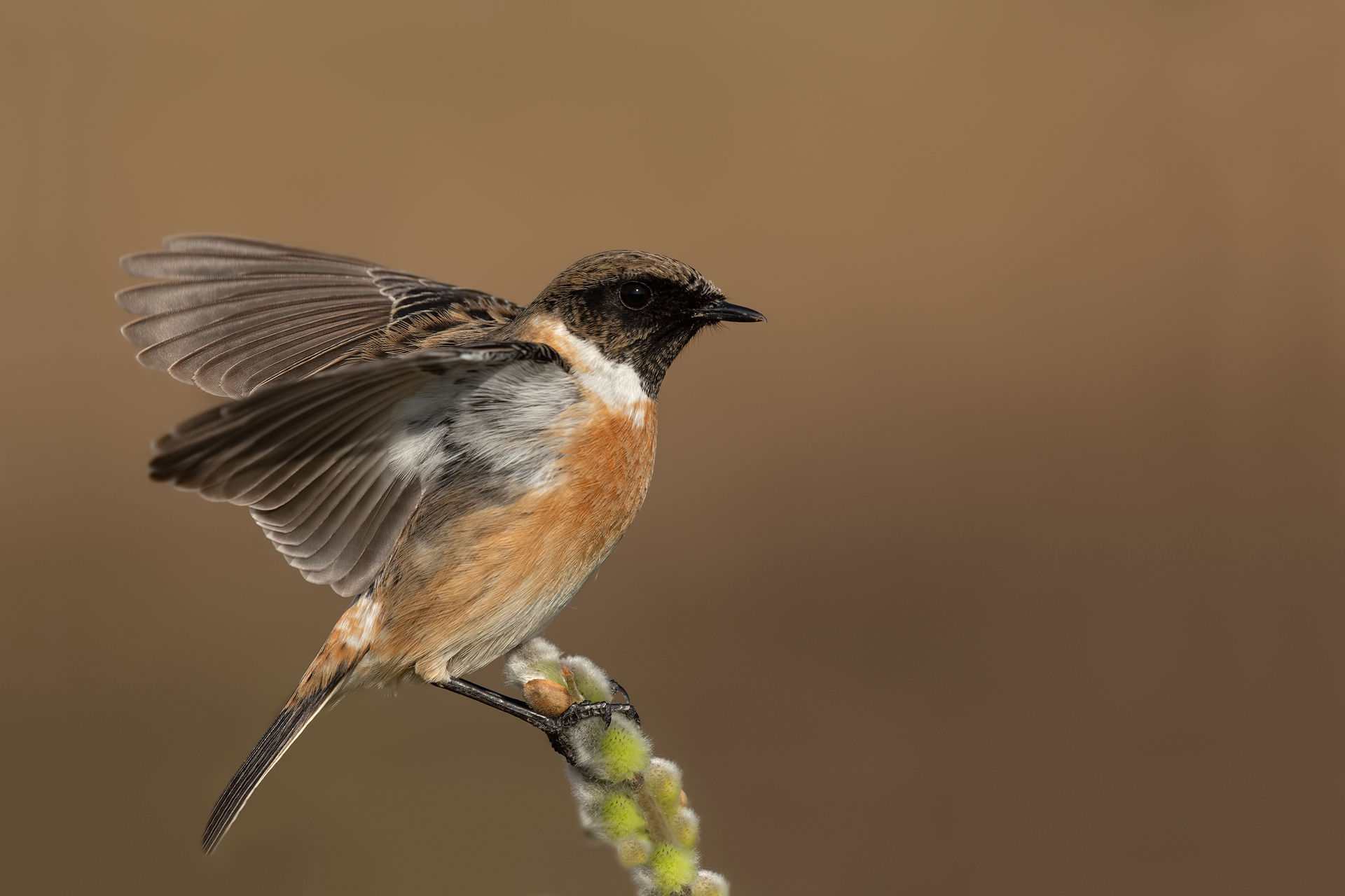 Saltimpalo - European Stonechat