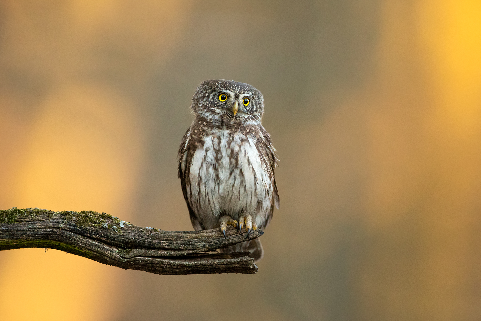 Glaucidium passerinum (Eurasian pygmy owl)