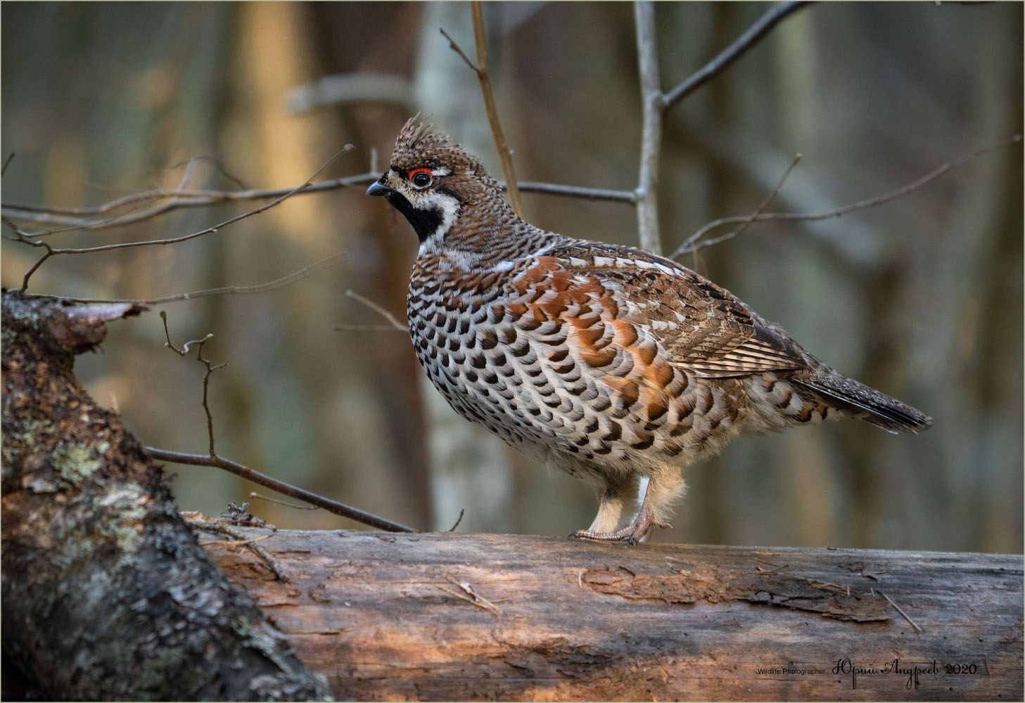 Hazel Grouse
