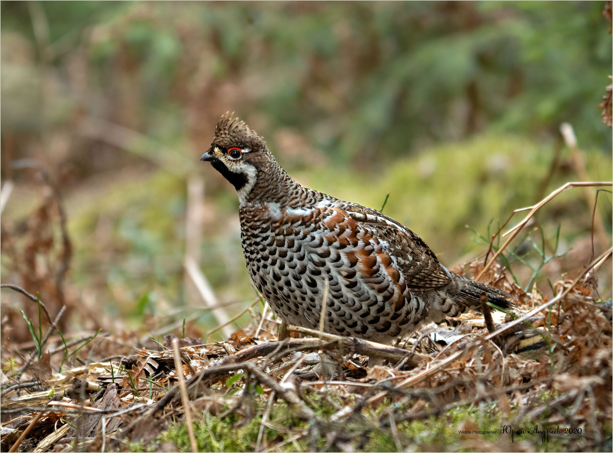 Hazel Grouse