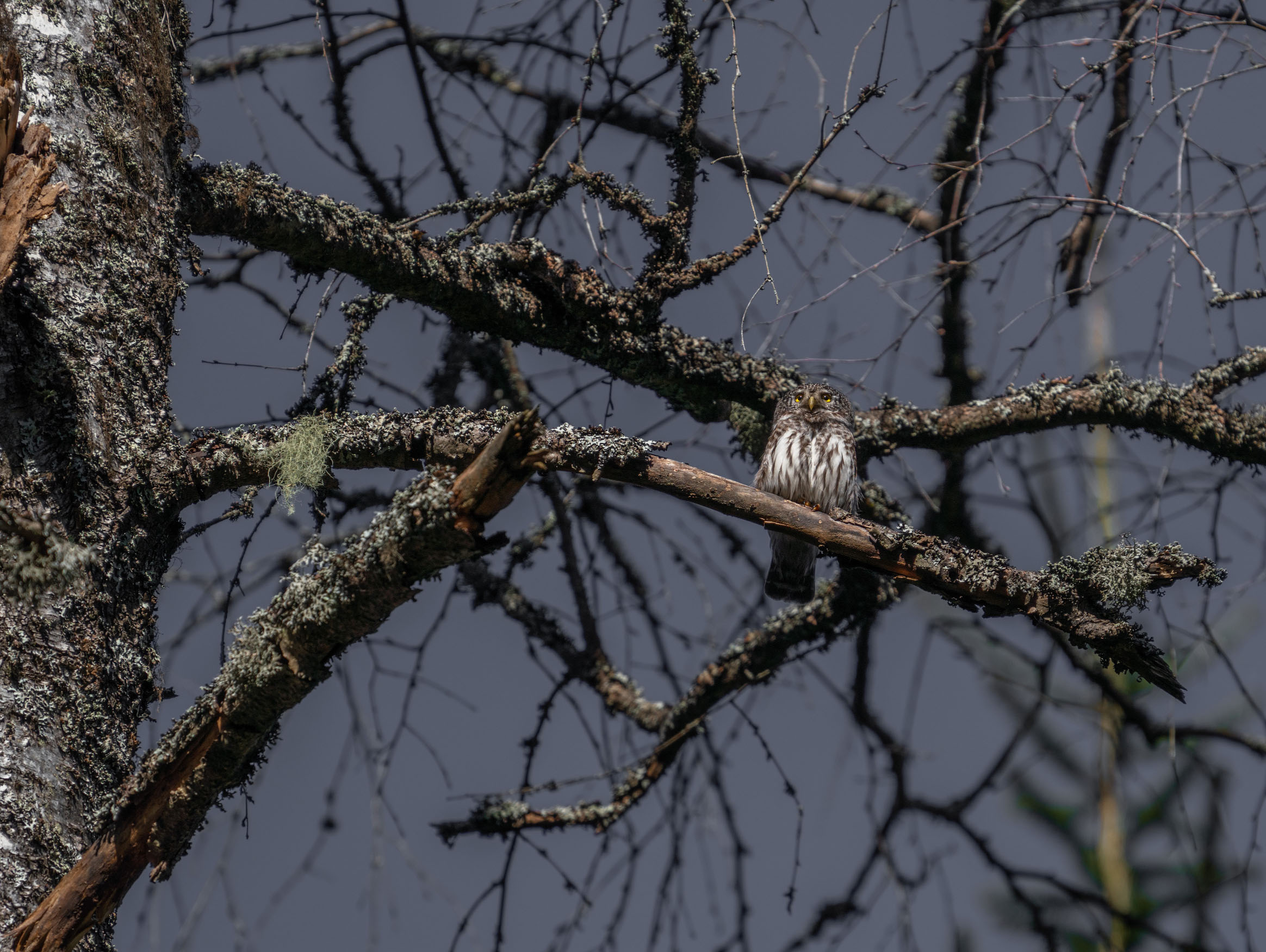 Gufo pigmeo eurasiatico