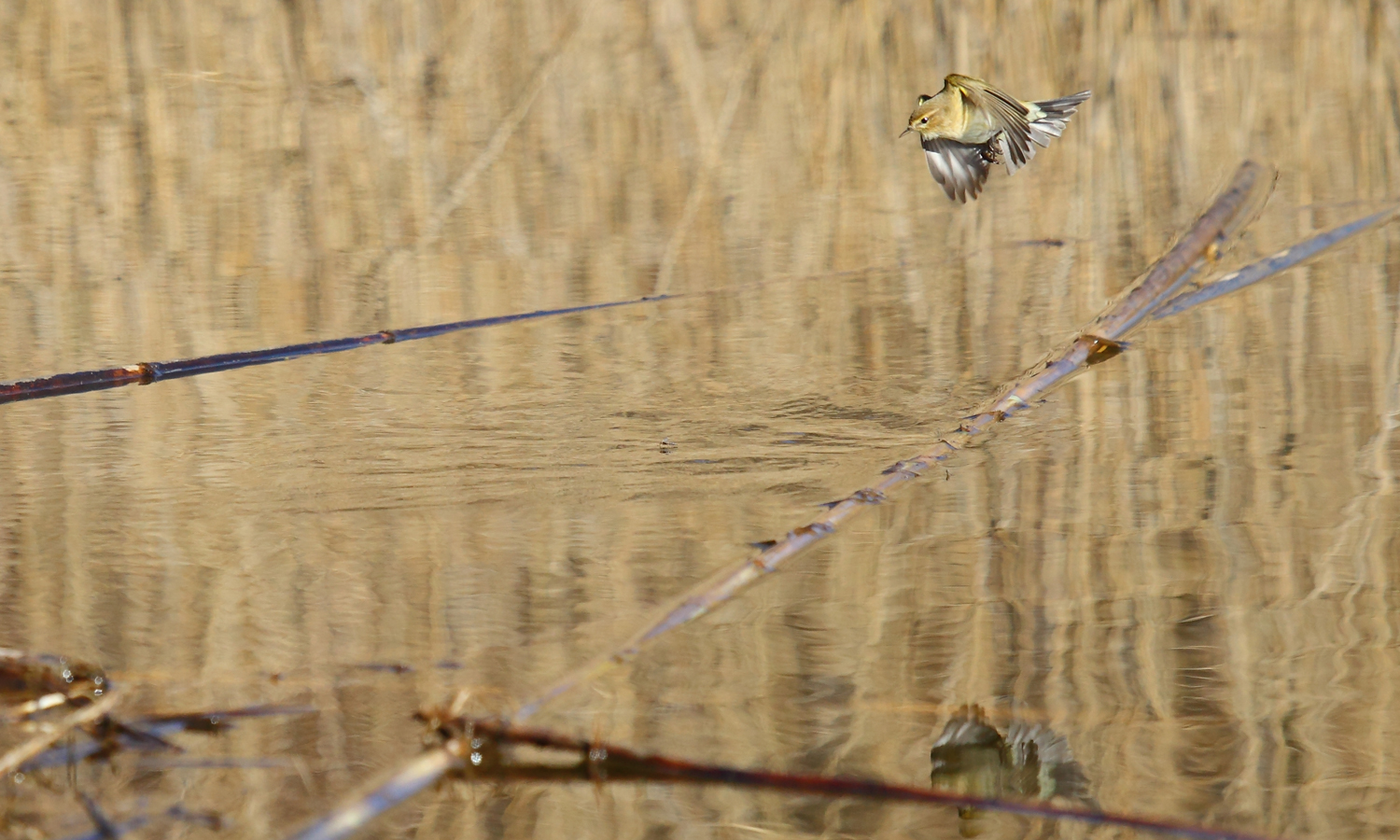 lui piccolo alla carica