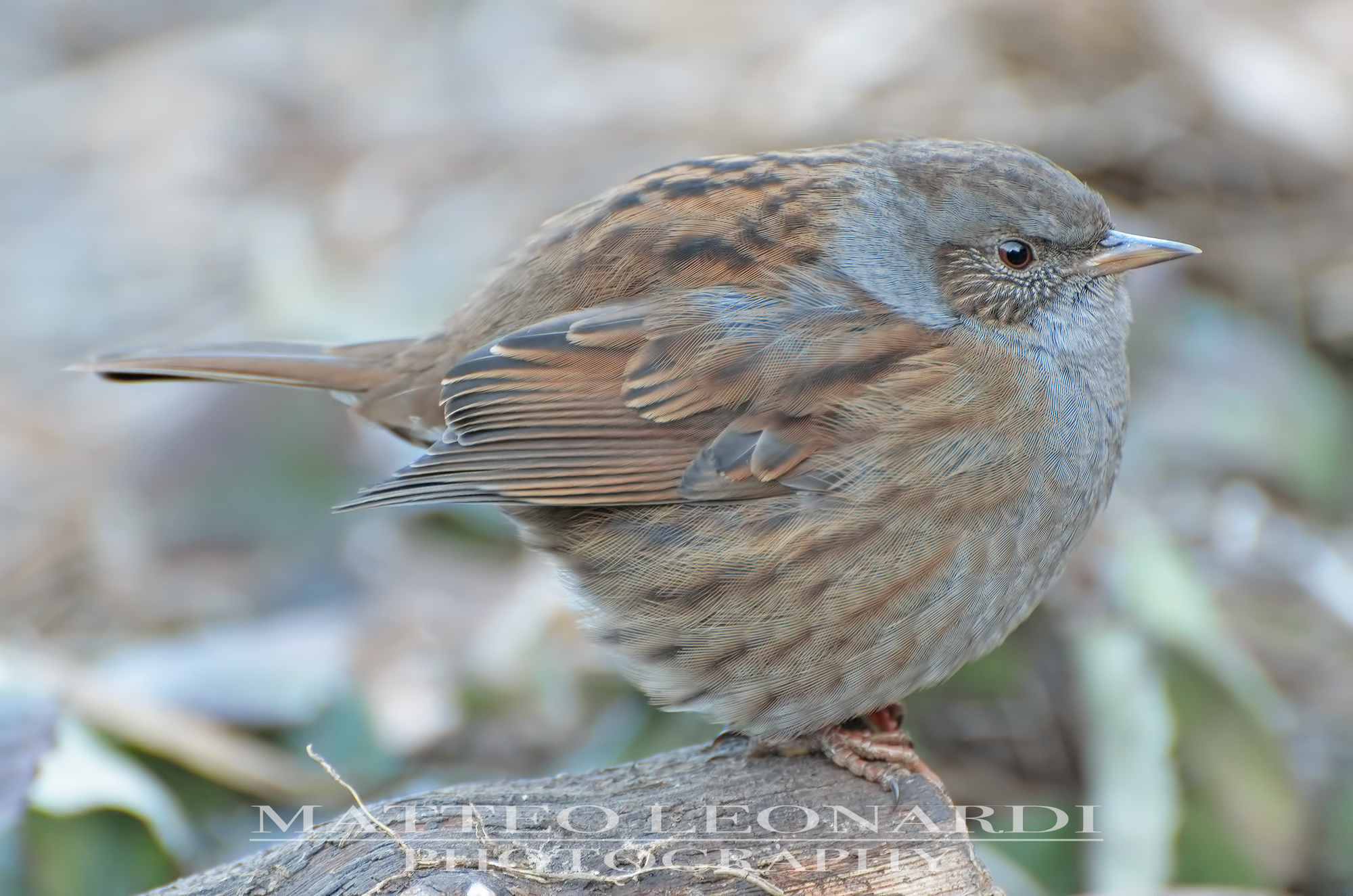 Passera Scopaiola - Alpi Apuane