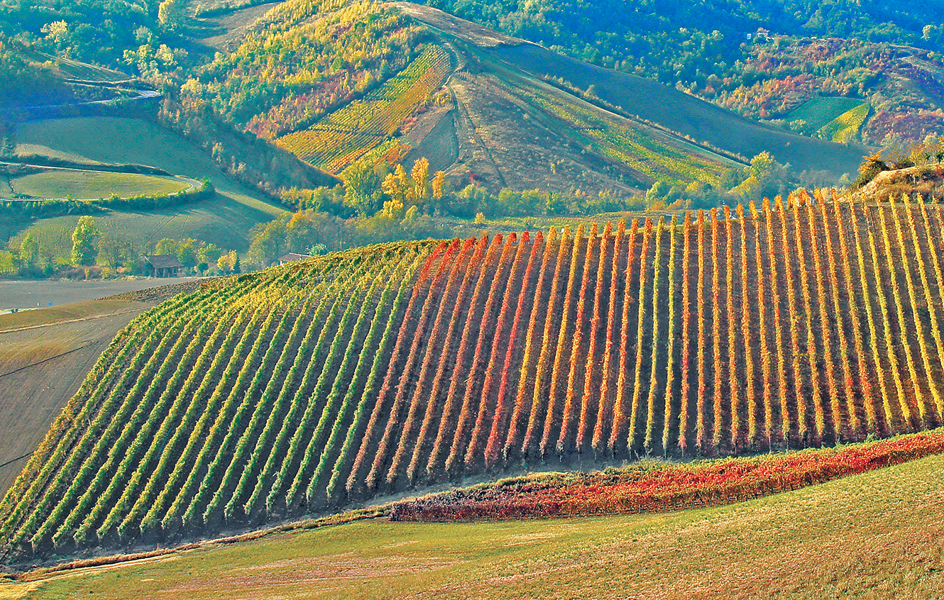 vigneti in autunno
