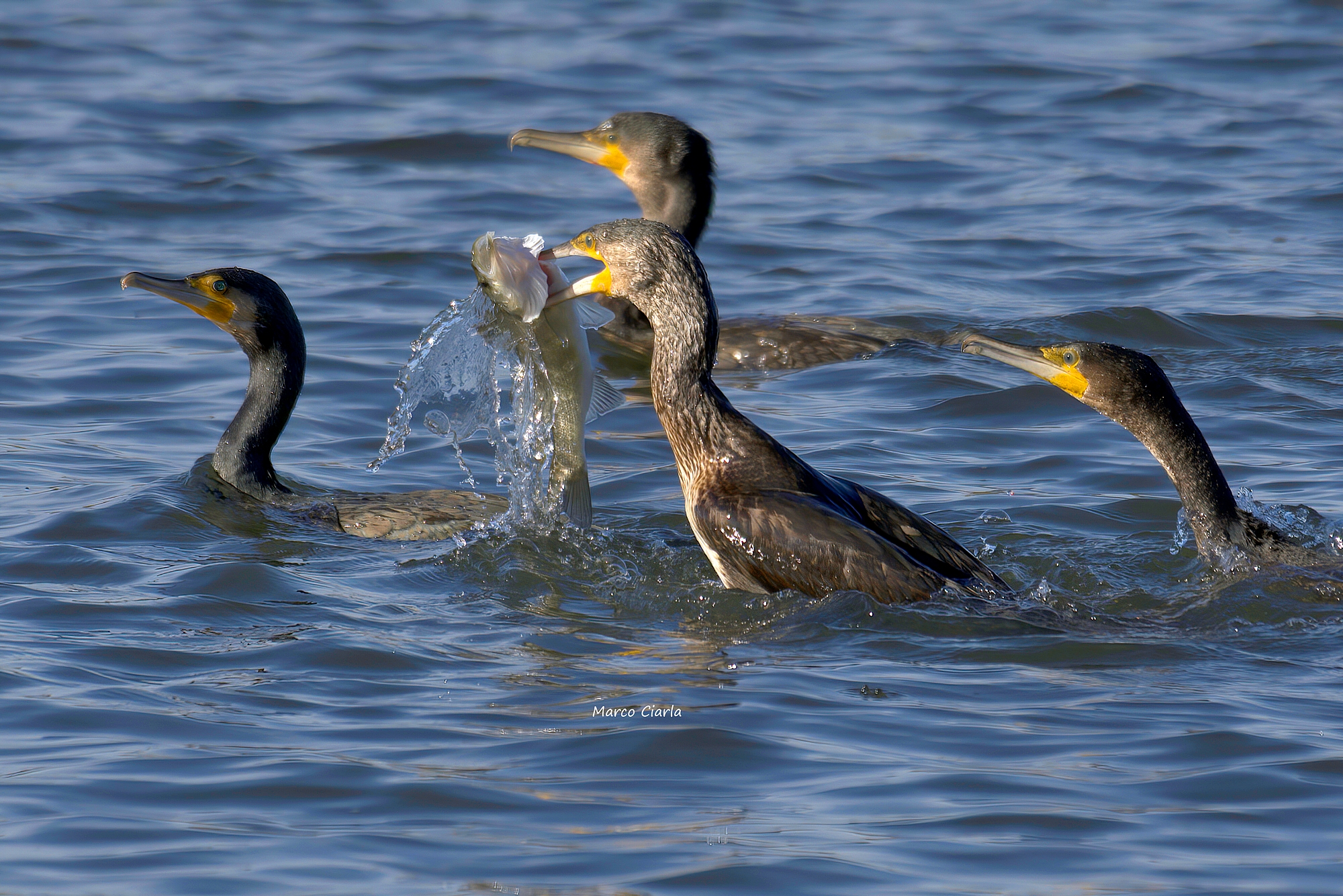 Sea bass & Cormorani