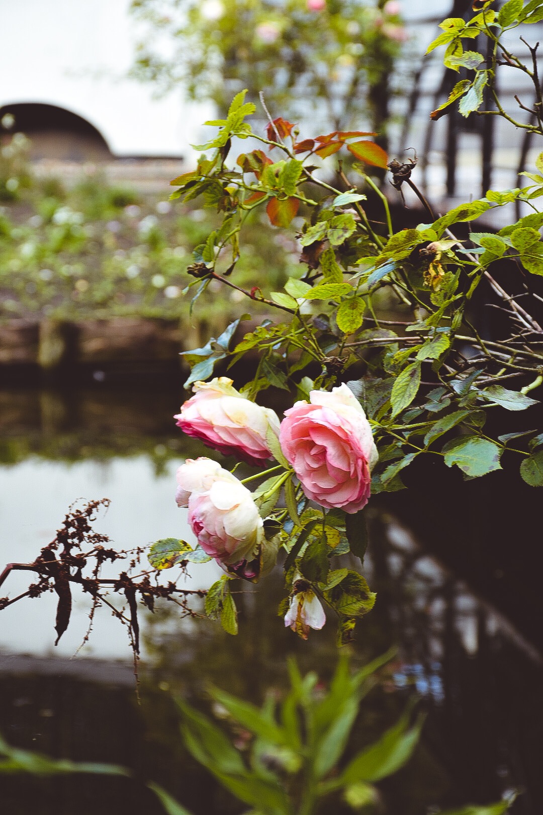 La semplicità di una Rosa