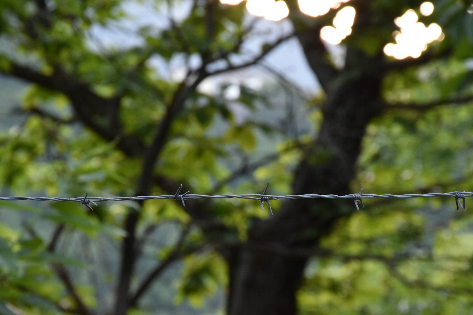 Barbed wire
