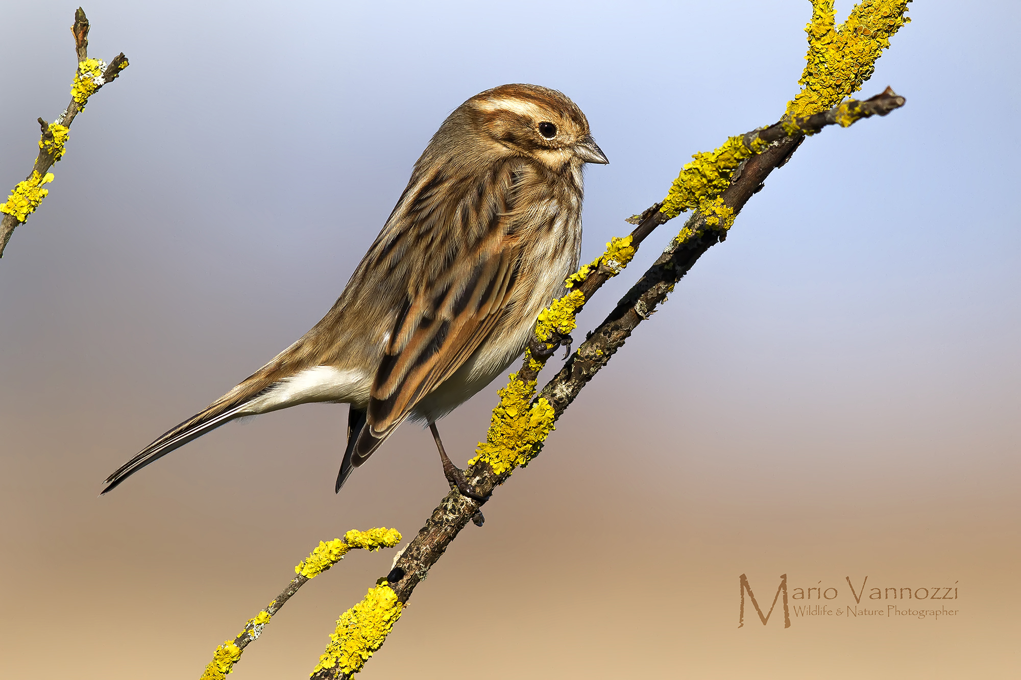 Migliarino di palude...femmina