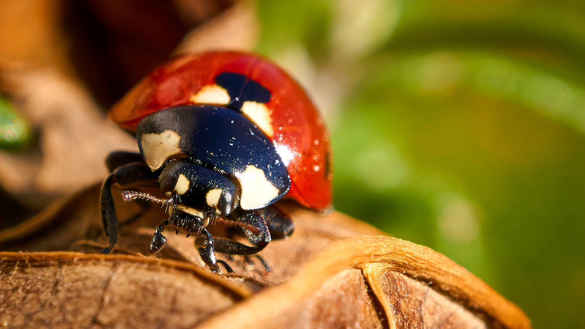 Prima coccinella dell'anno