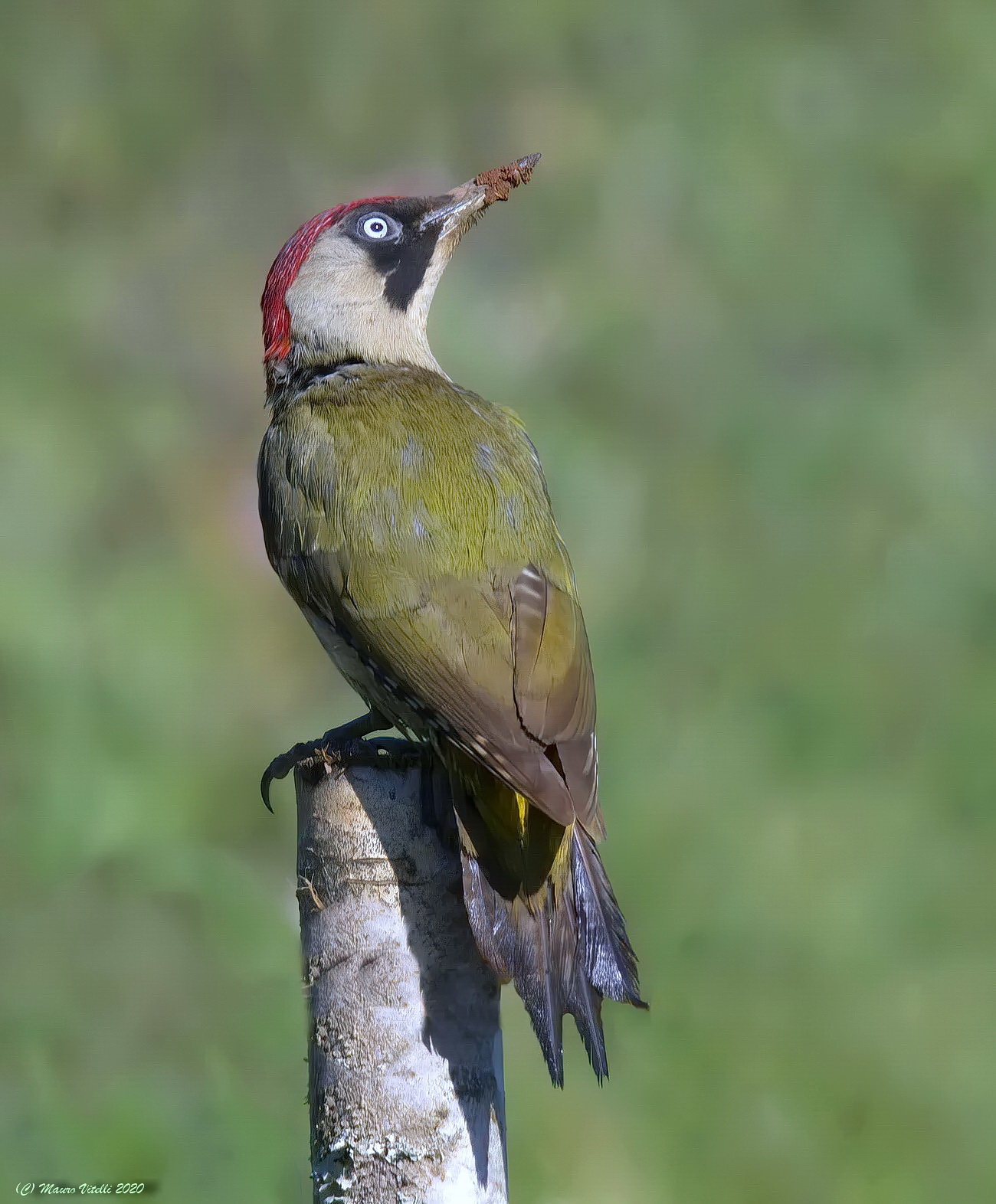 Green woodpecker (Picus virdis)
