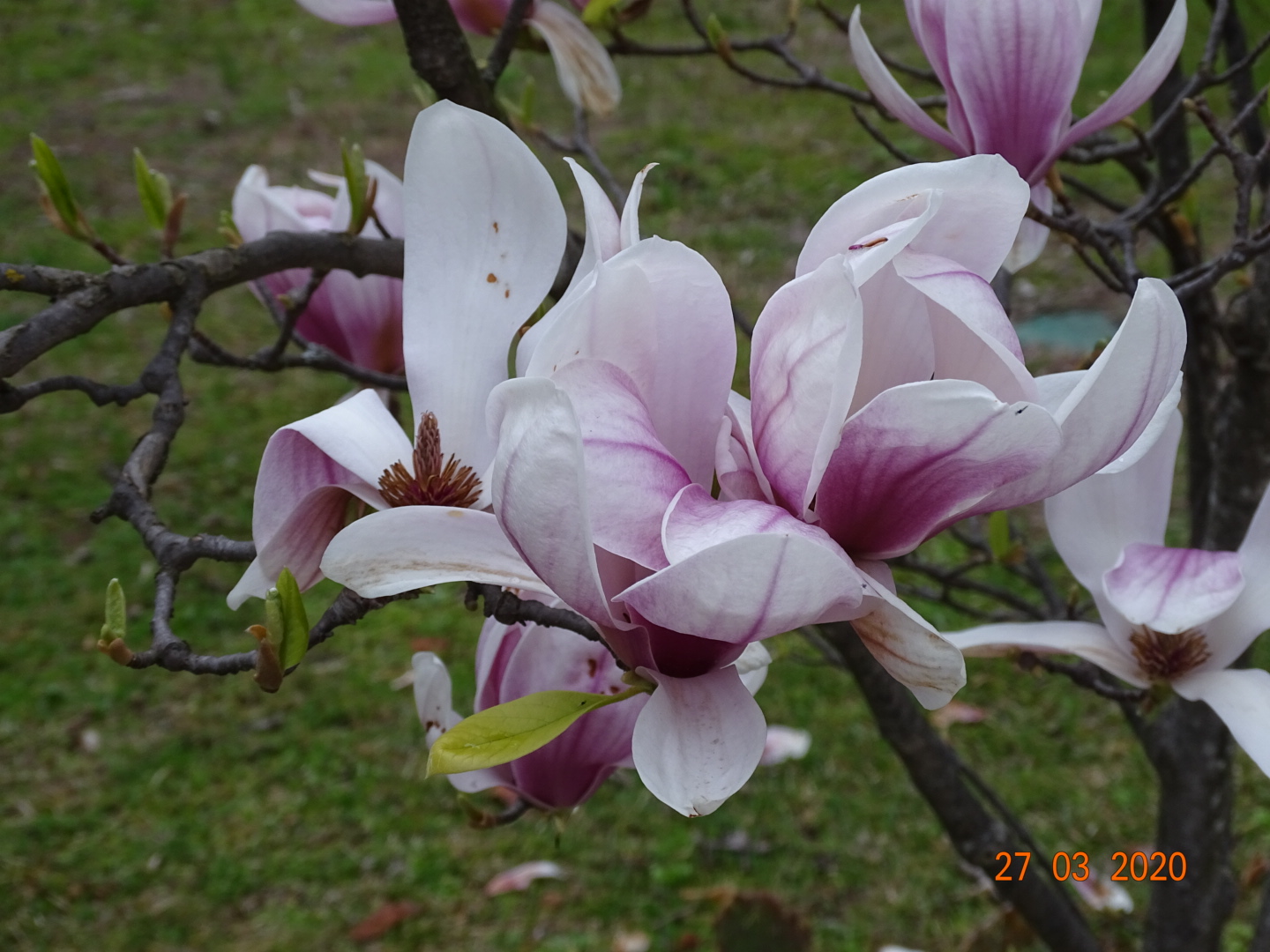 Magnolia