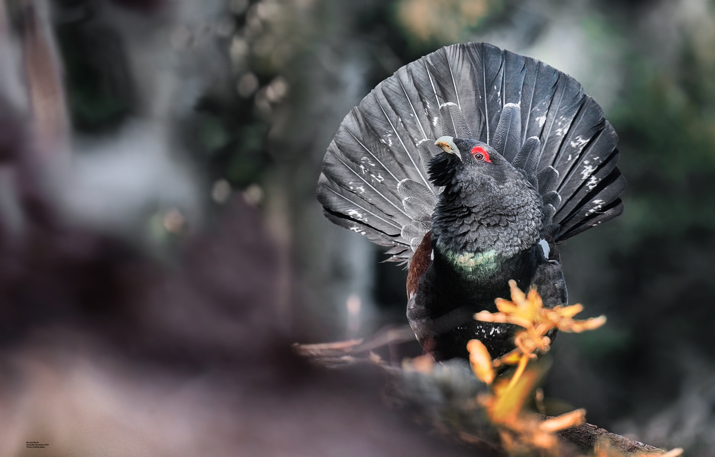 Cedrone elleboro e faggeta