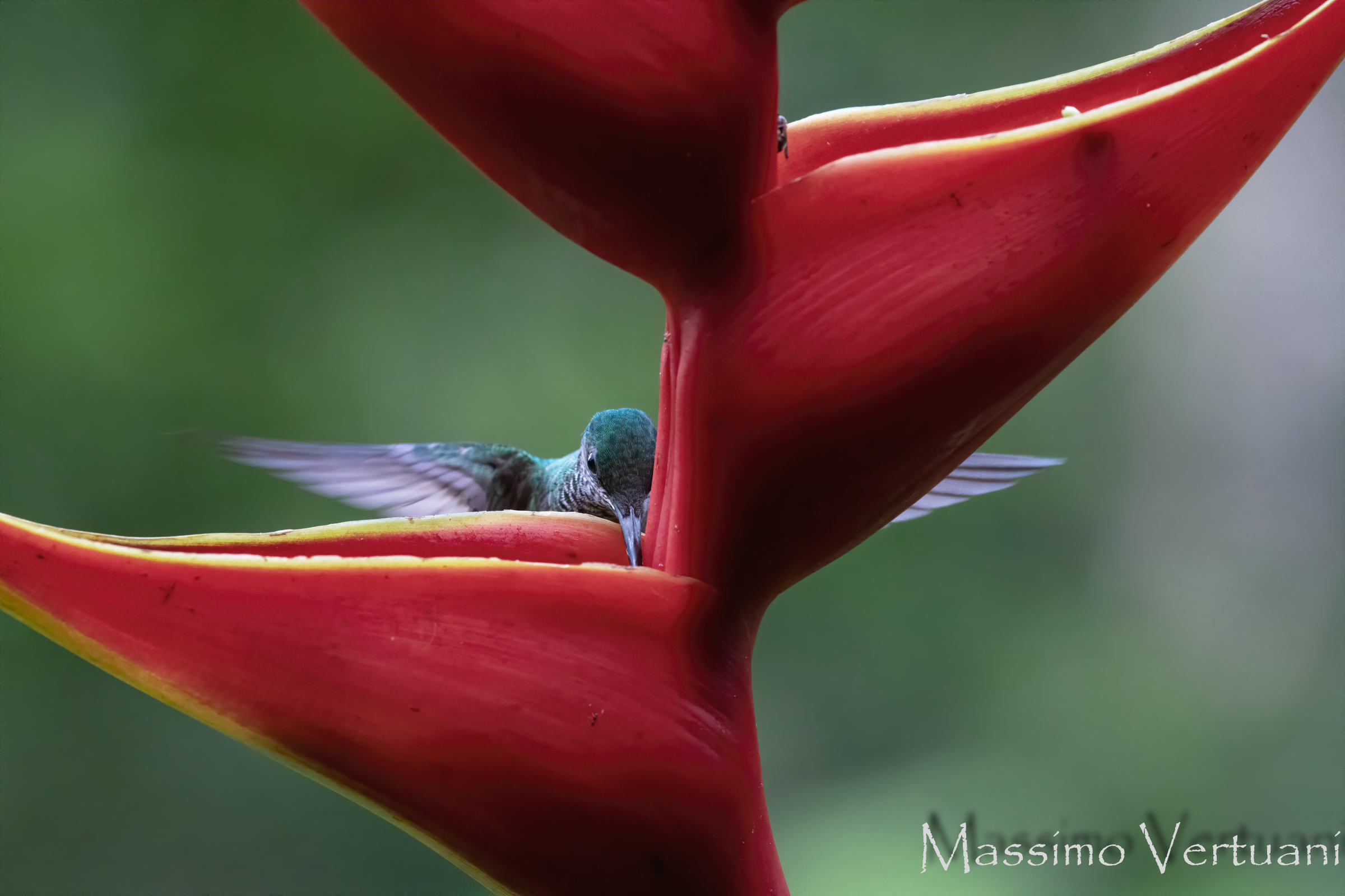 Colibri (Costarica)