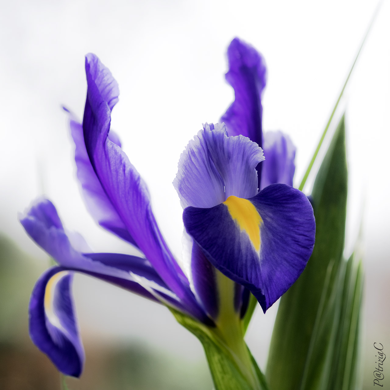 __iris blu__LA speranza