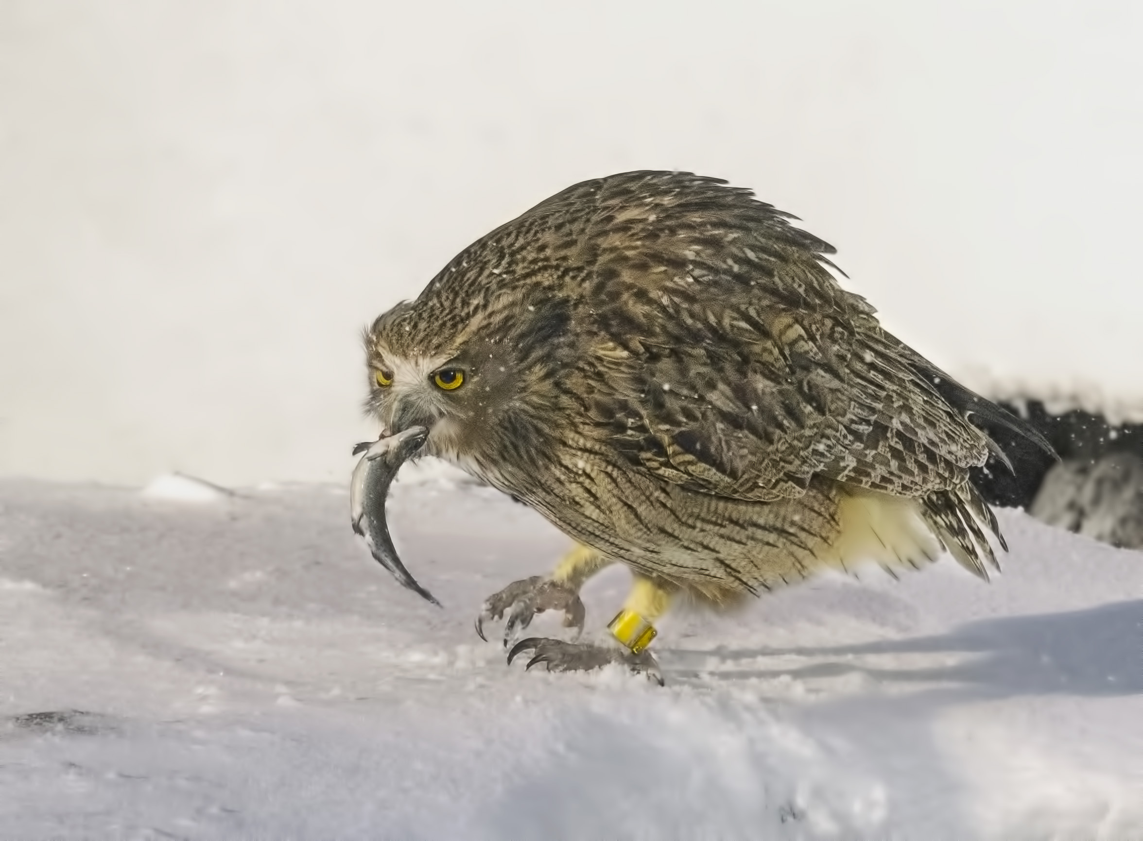 Gufo pescatore di Blakiston