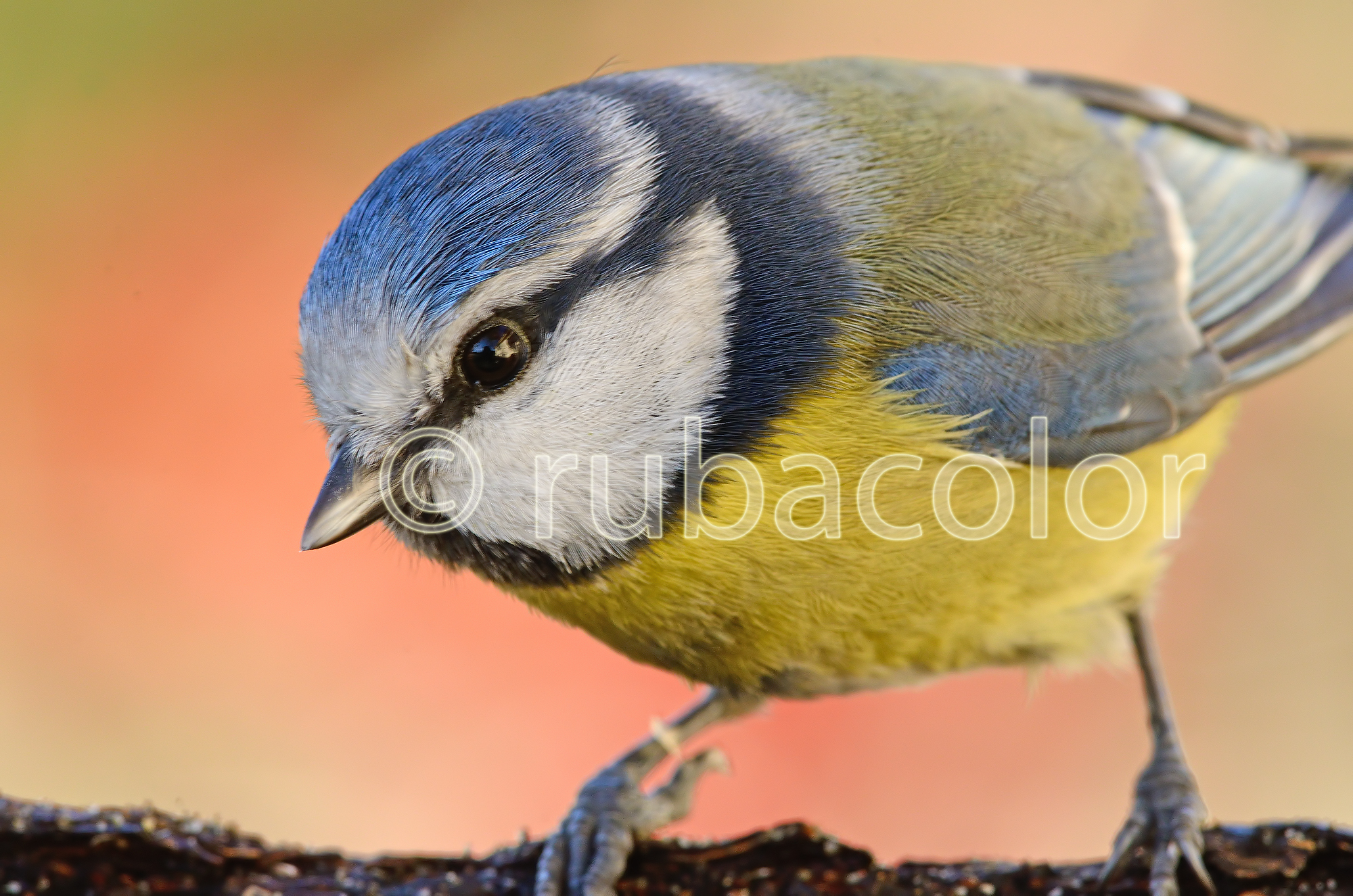 Cinciallegra in tecnicolor