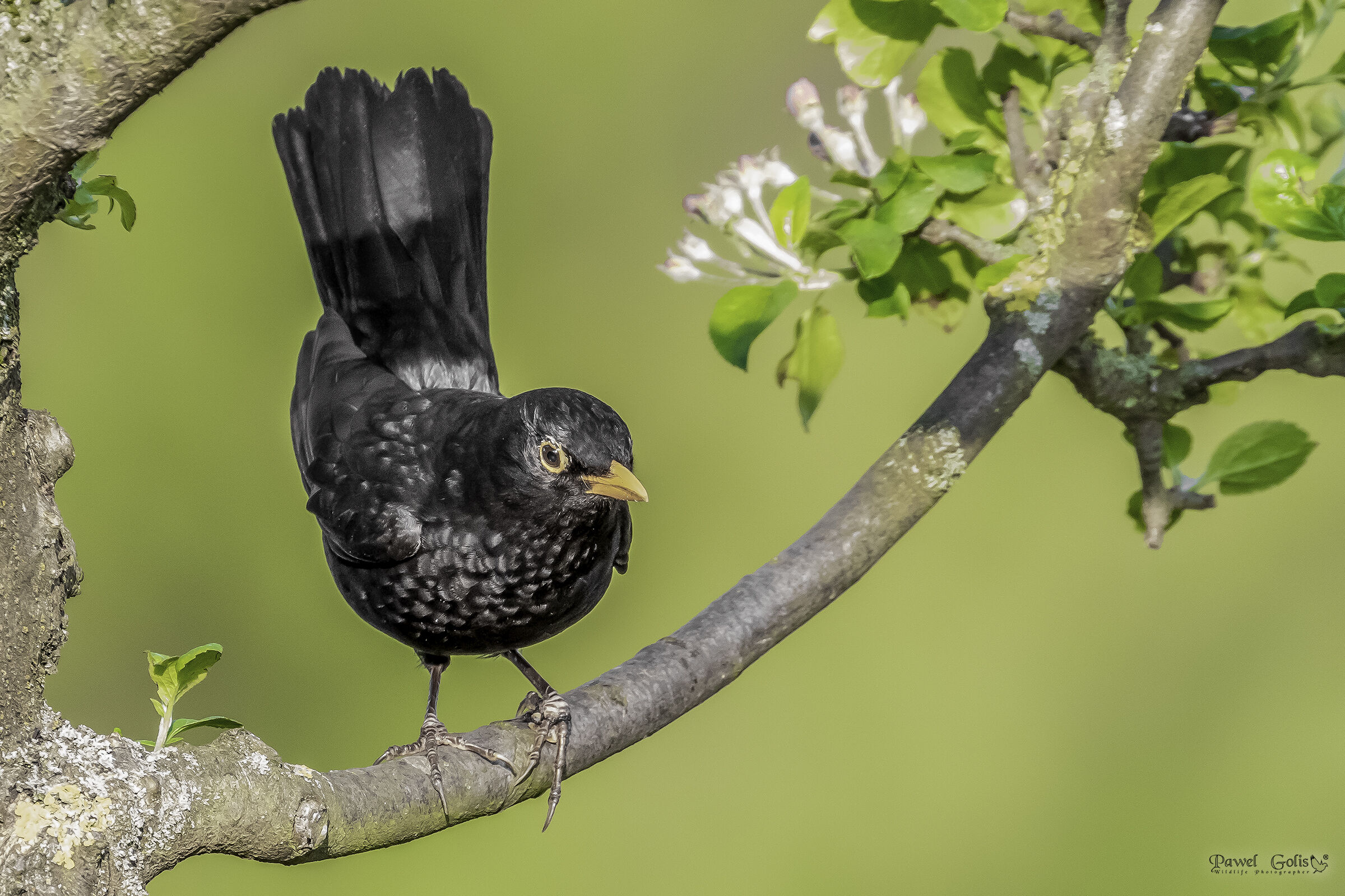 Uccello nero comune (Turdus merula)