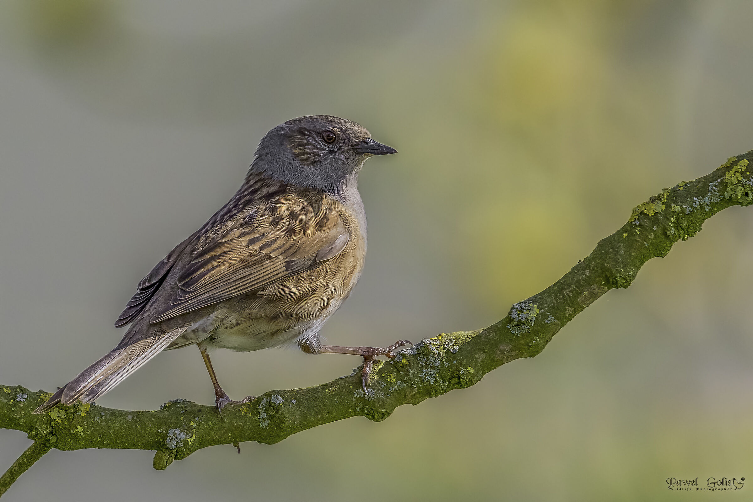 Dunnock (Prunella modularis)
