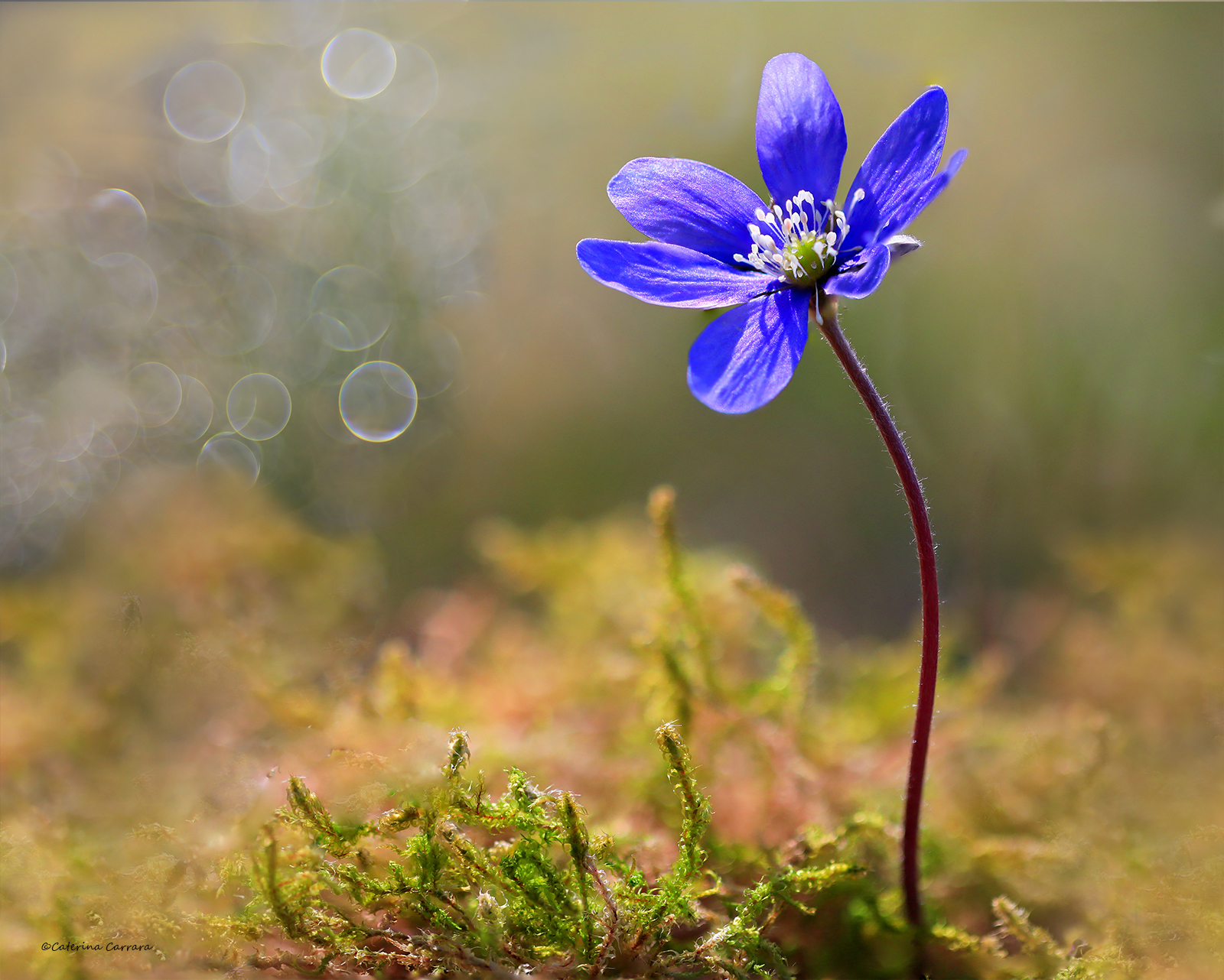 Nonostante tutto, arriva la primavera.