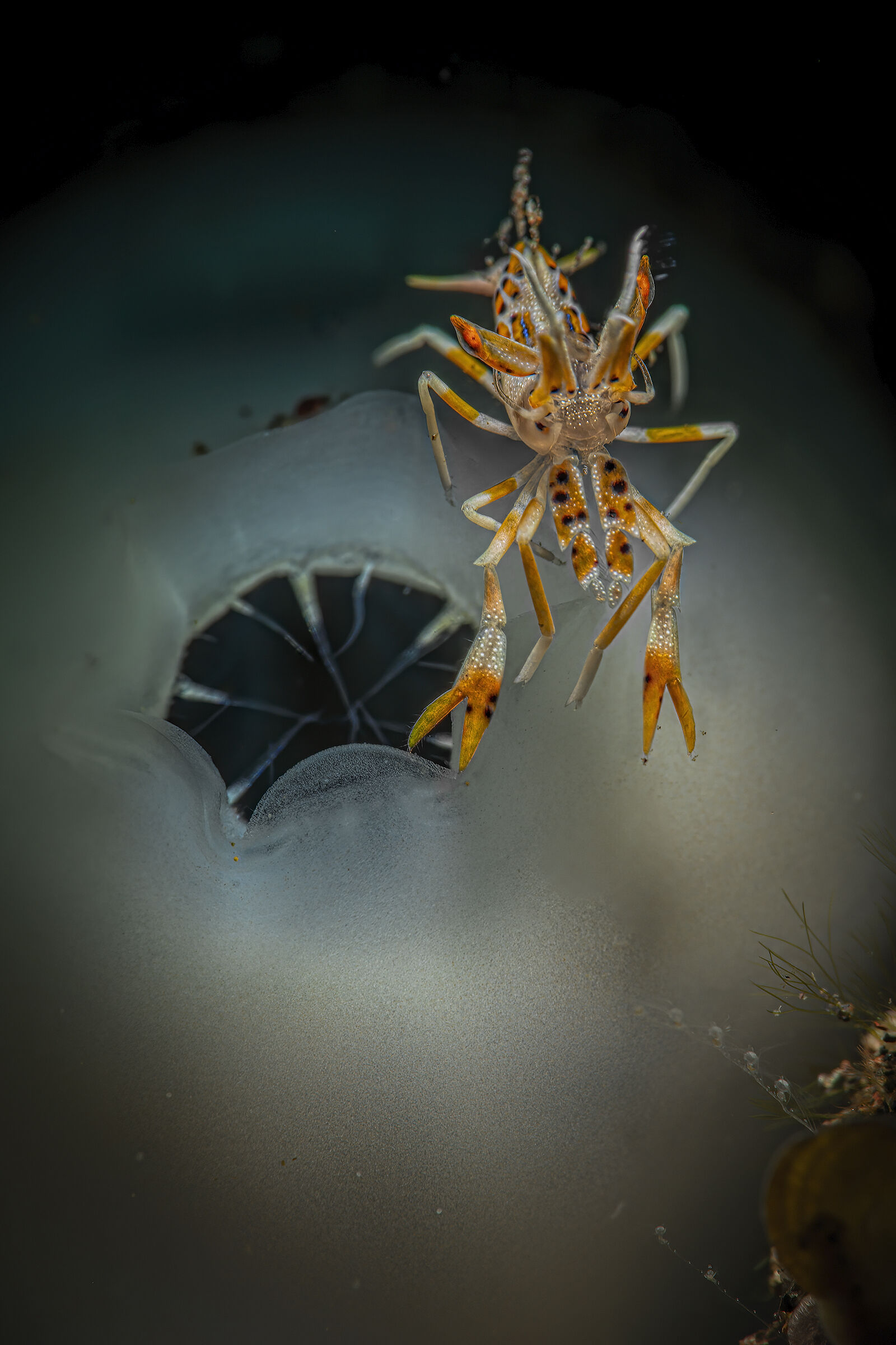 gambero tigre spinoso  sopra ascidiacea bianca