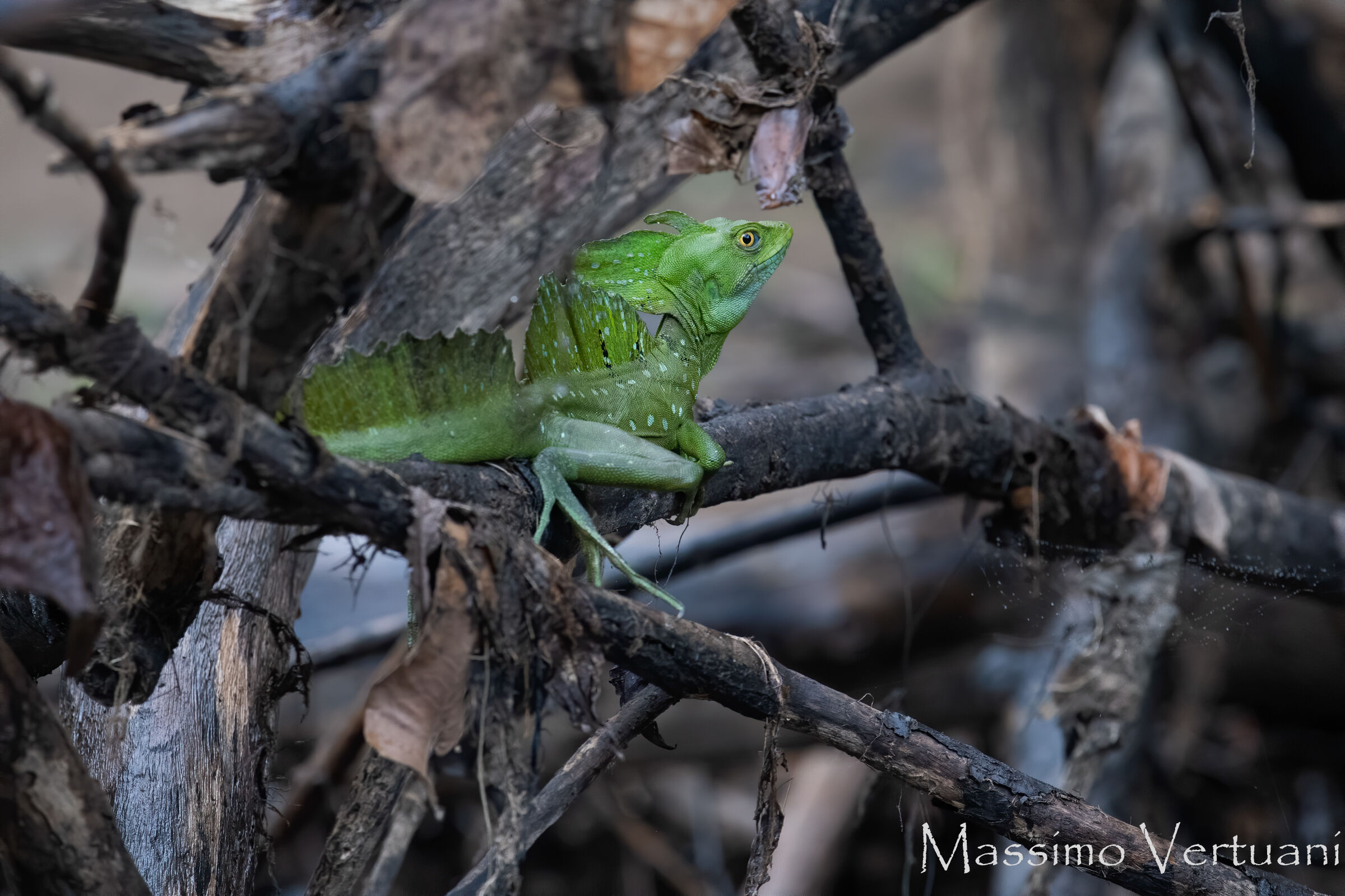 Basilisco (Costarica )