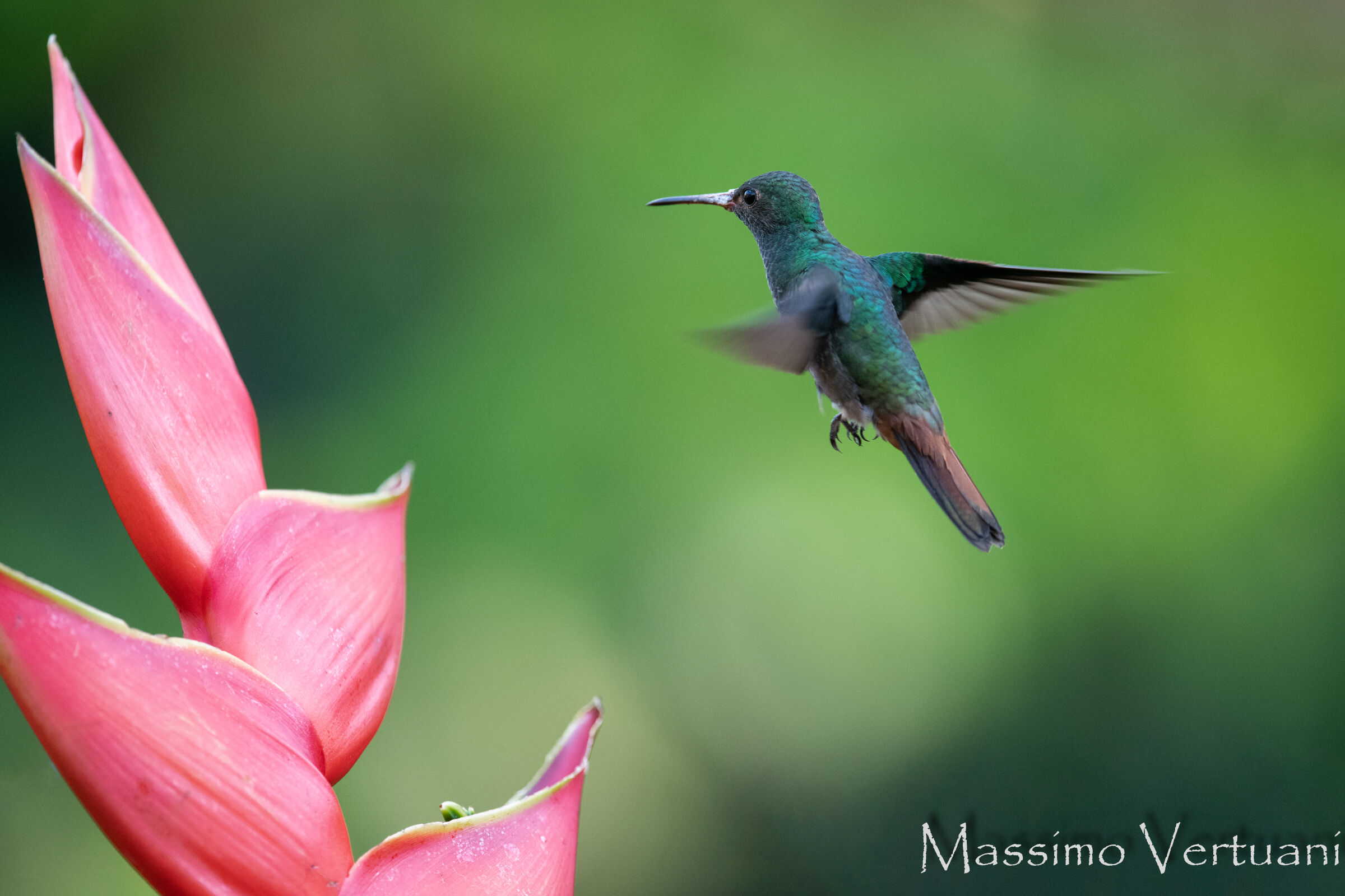 Colibri (Costa Rica)
