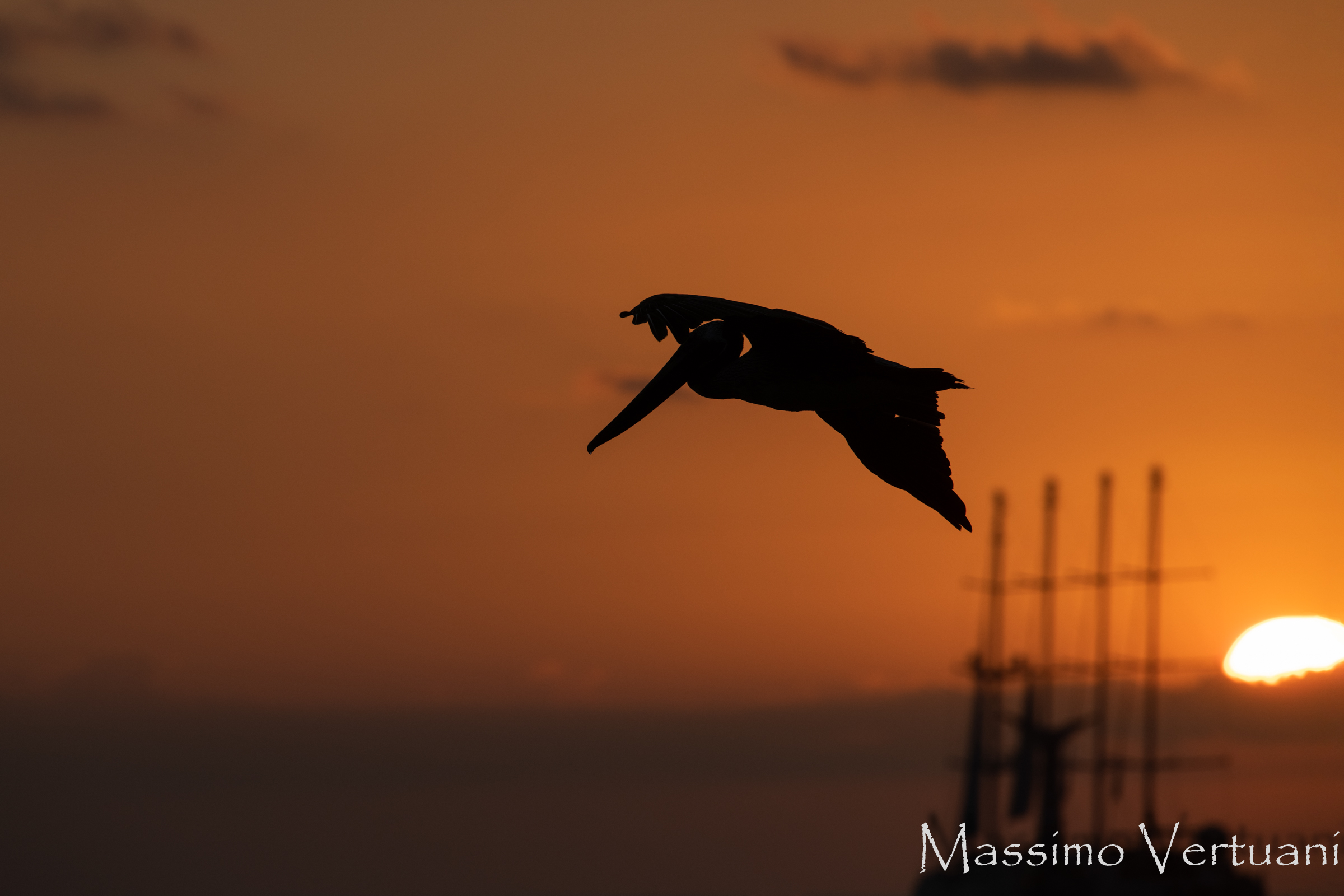 Pellicano (Costarica )