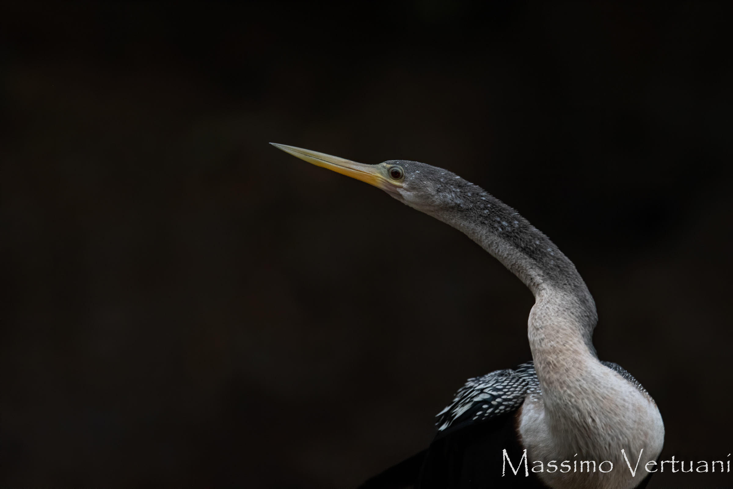 Anhinga (Costa Rica)