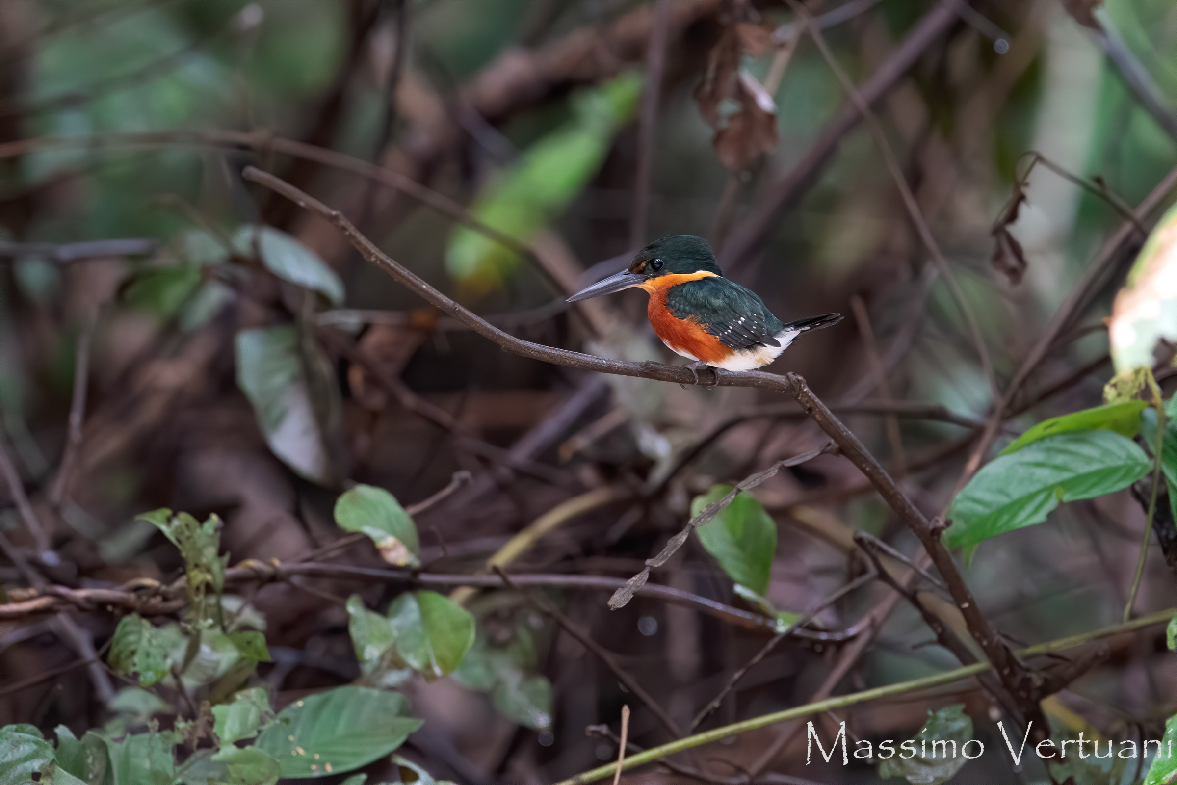 American Pygmy Kingfischer (Costarica)