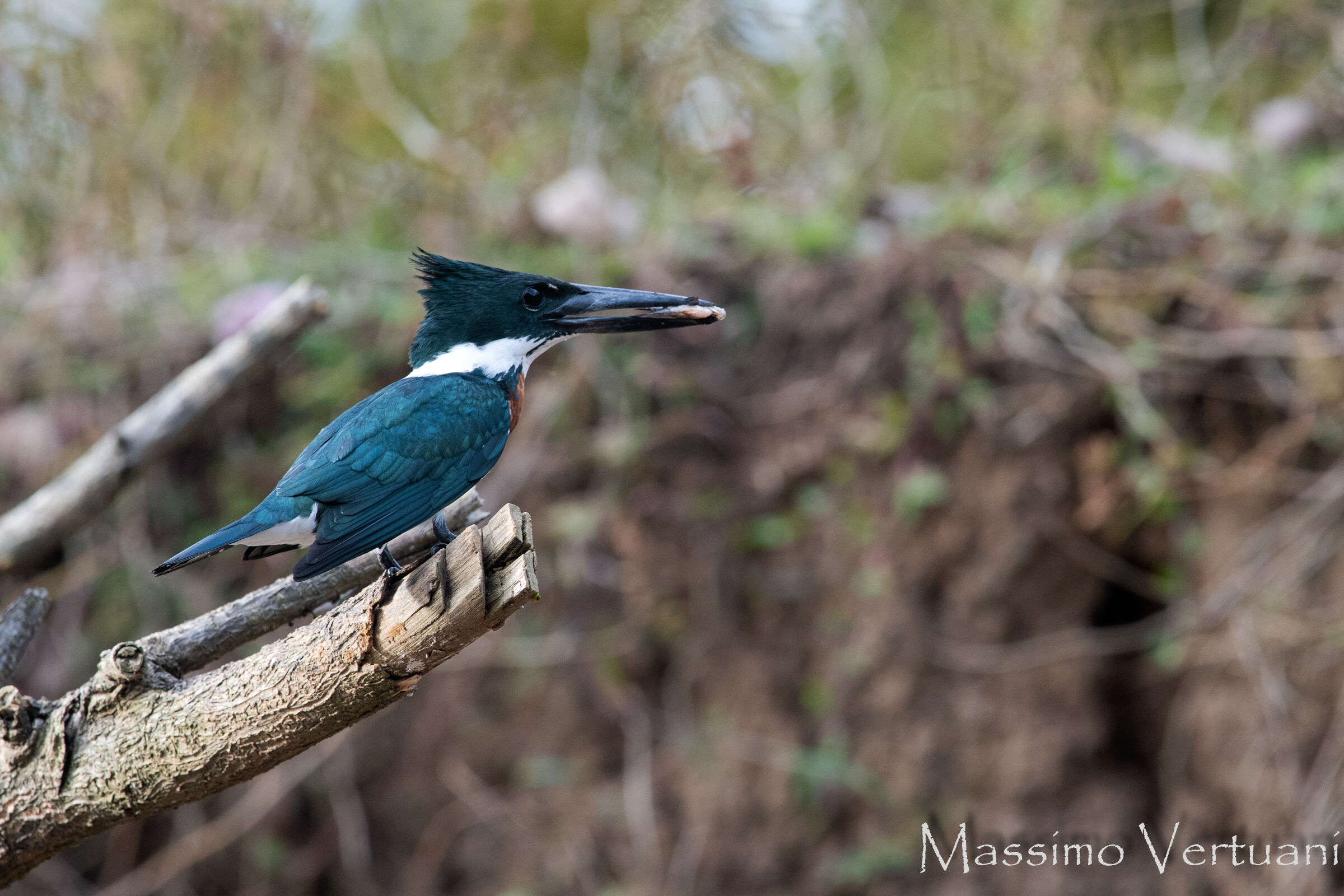 Amazon Kingfischer (Costarica)