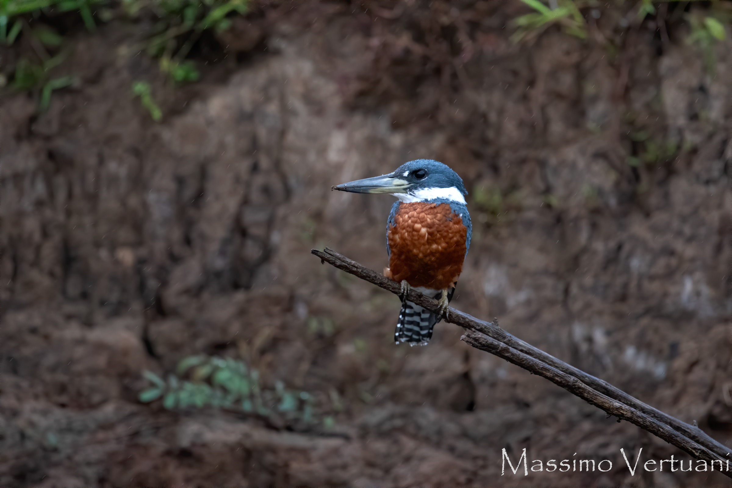 Green Kingfischer (Costa Rica)