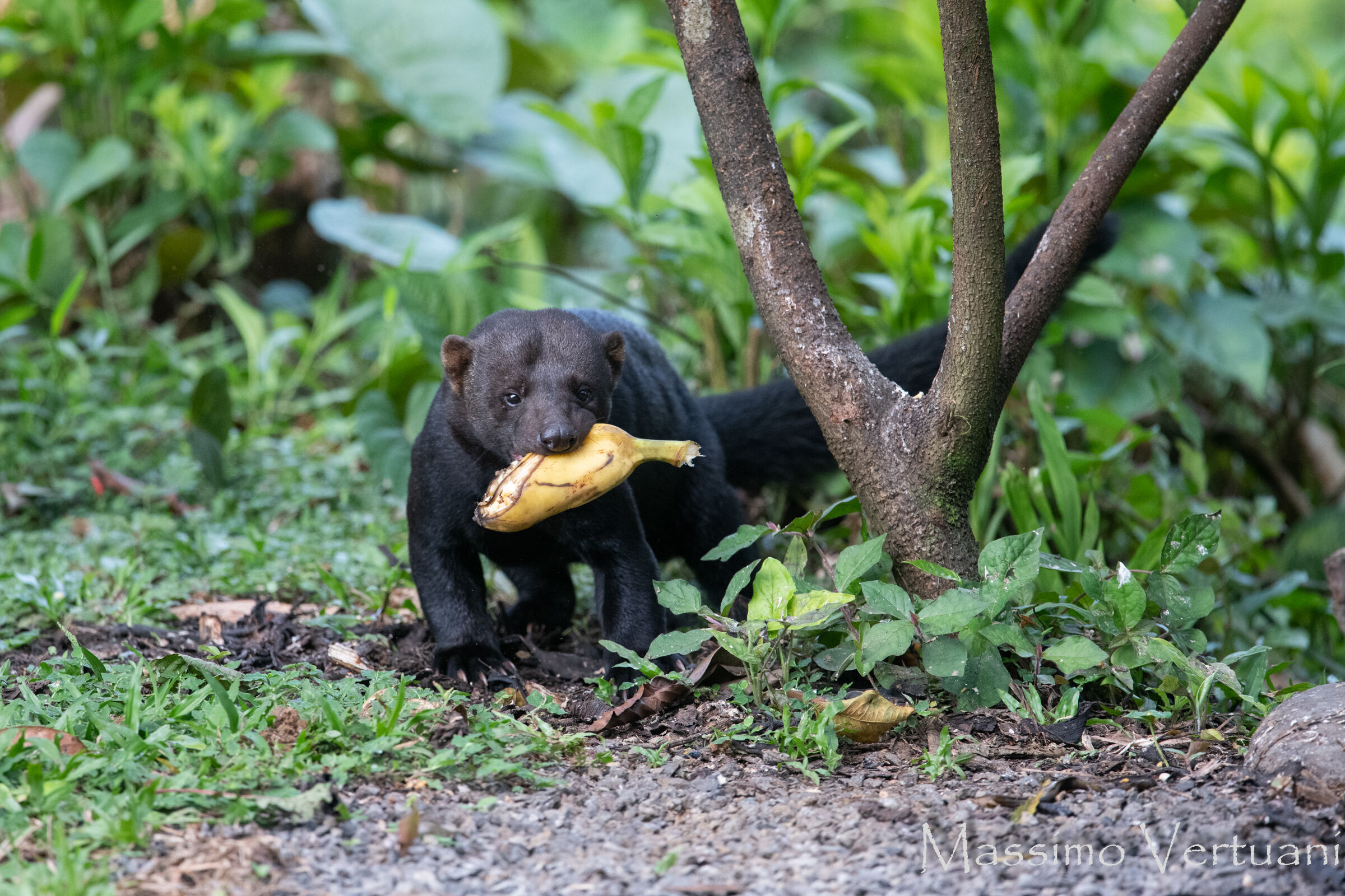 Tayra  "Eira Barbara" (Costarica)