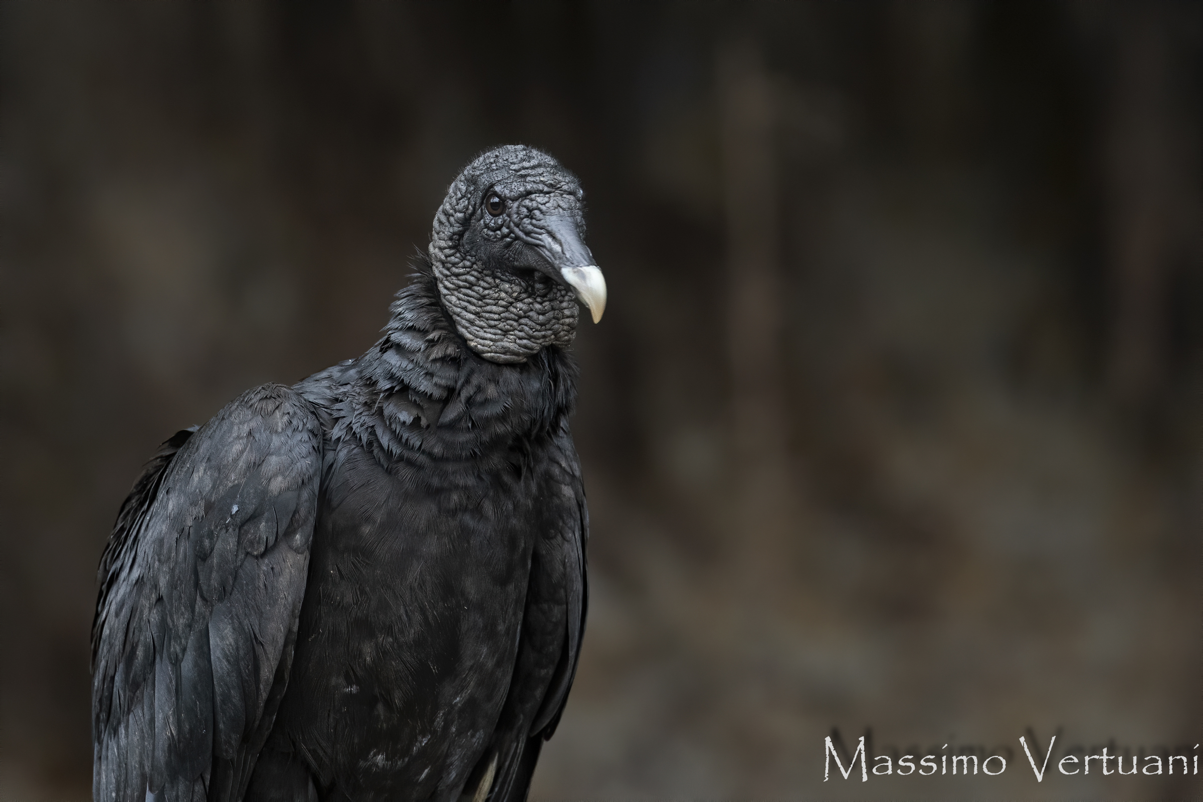 Black Vulture (Costarica)