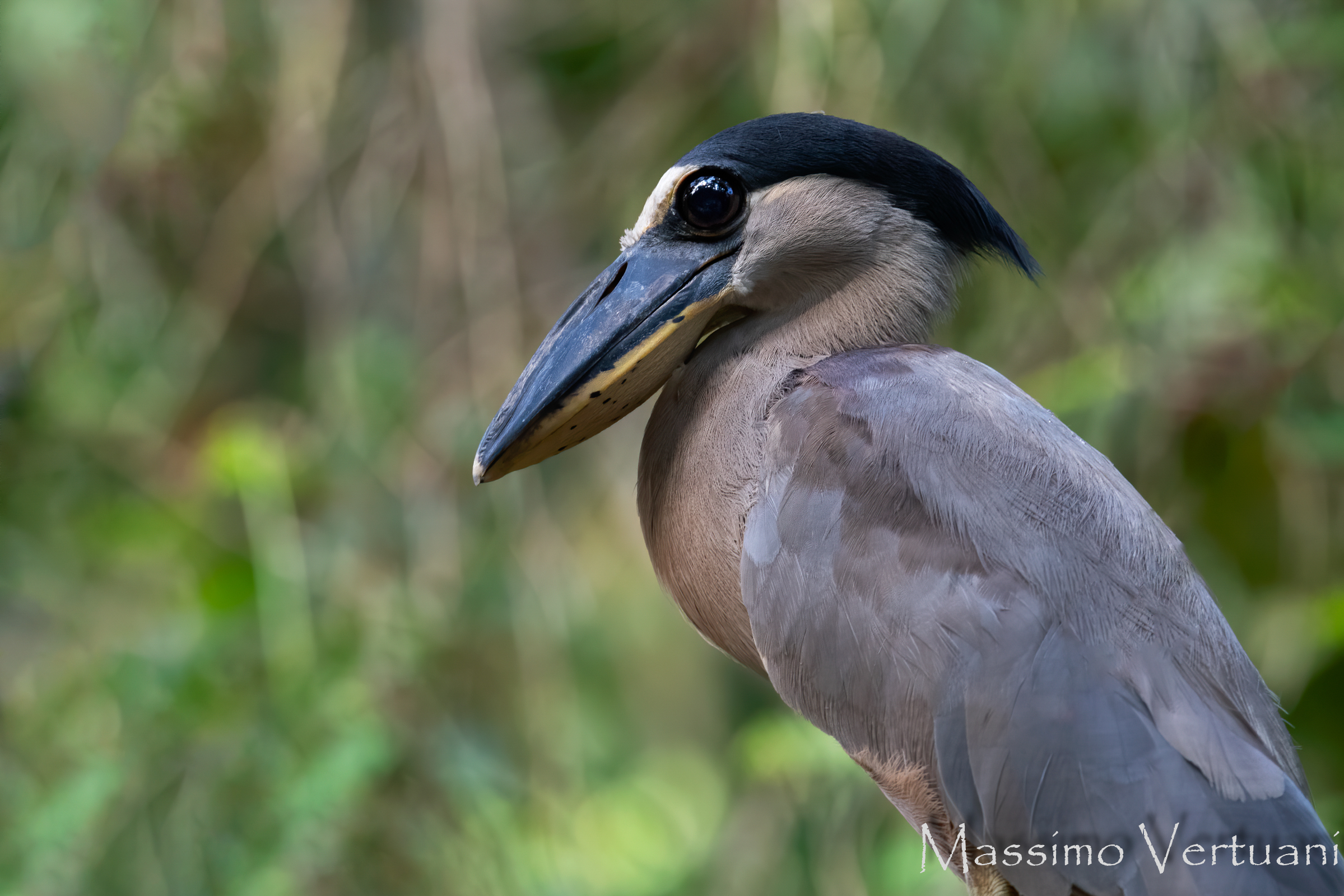 Boat Billed Heron (Costa Rica)