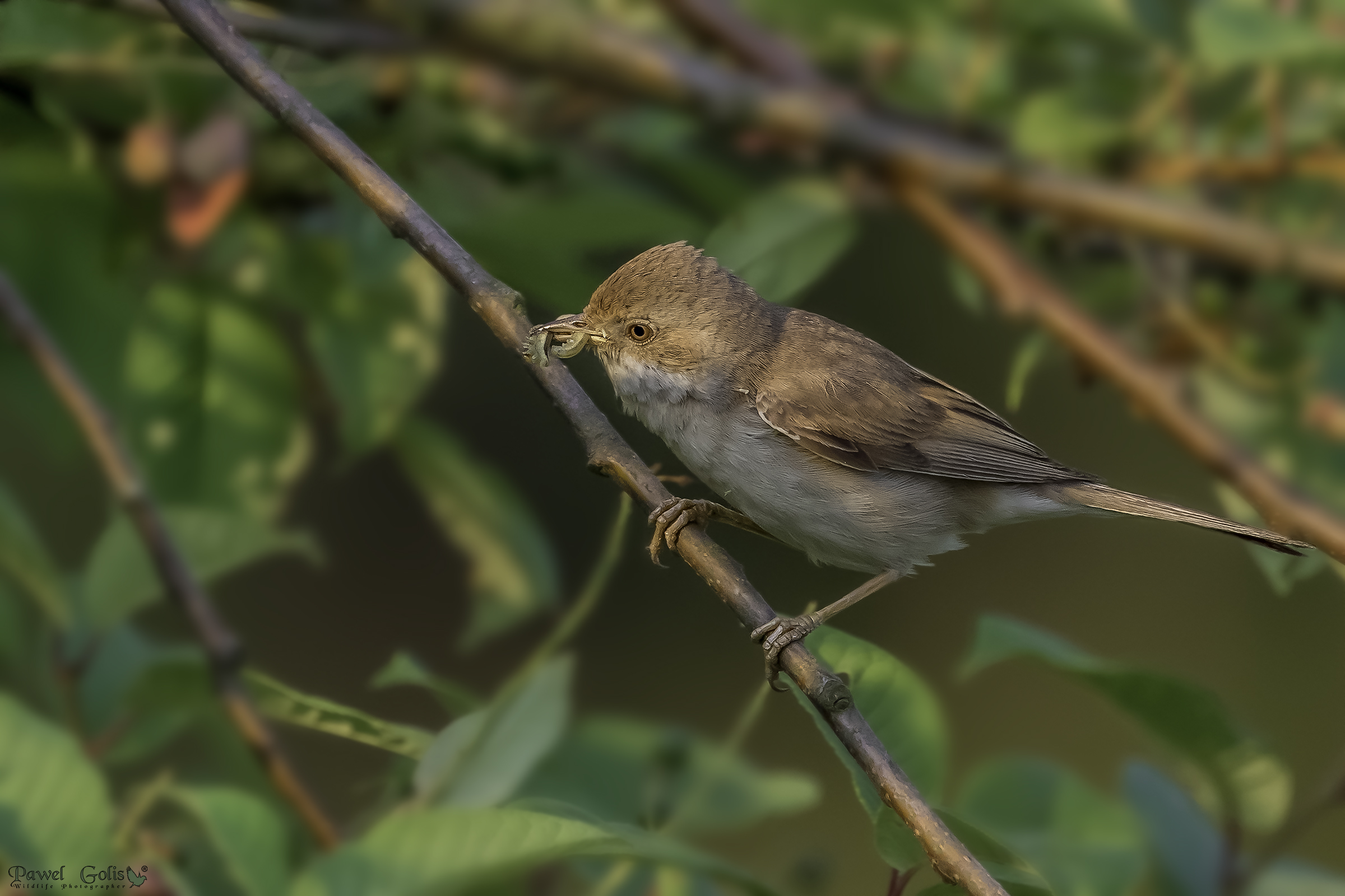 Gola Bianca comune (Sylvia communis)