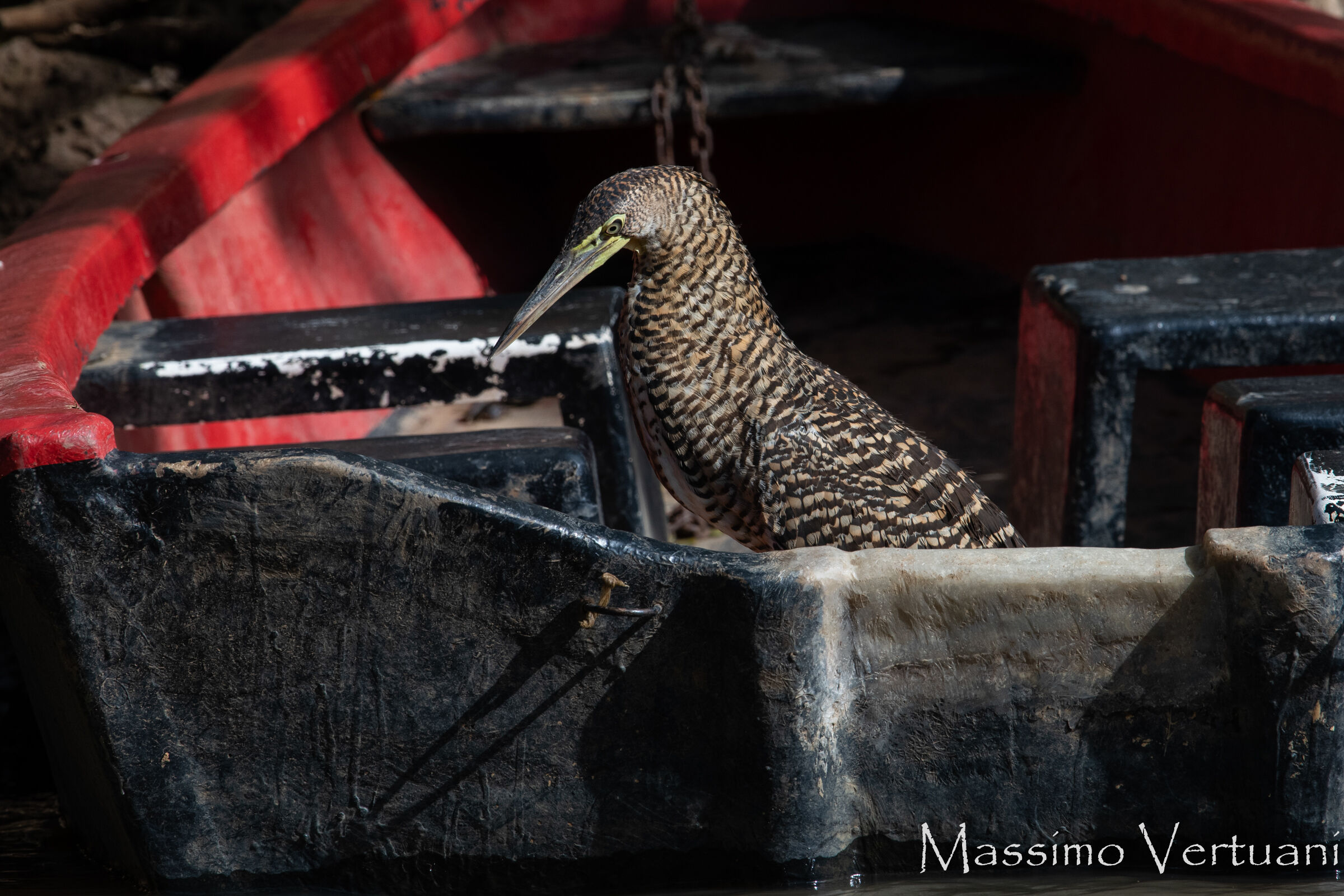 Fasciated Tiger Heron (Costa Rica)
