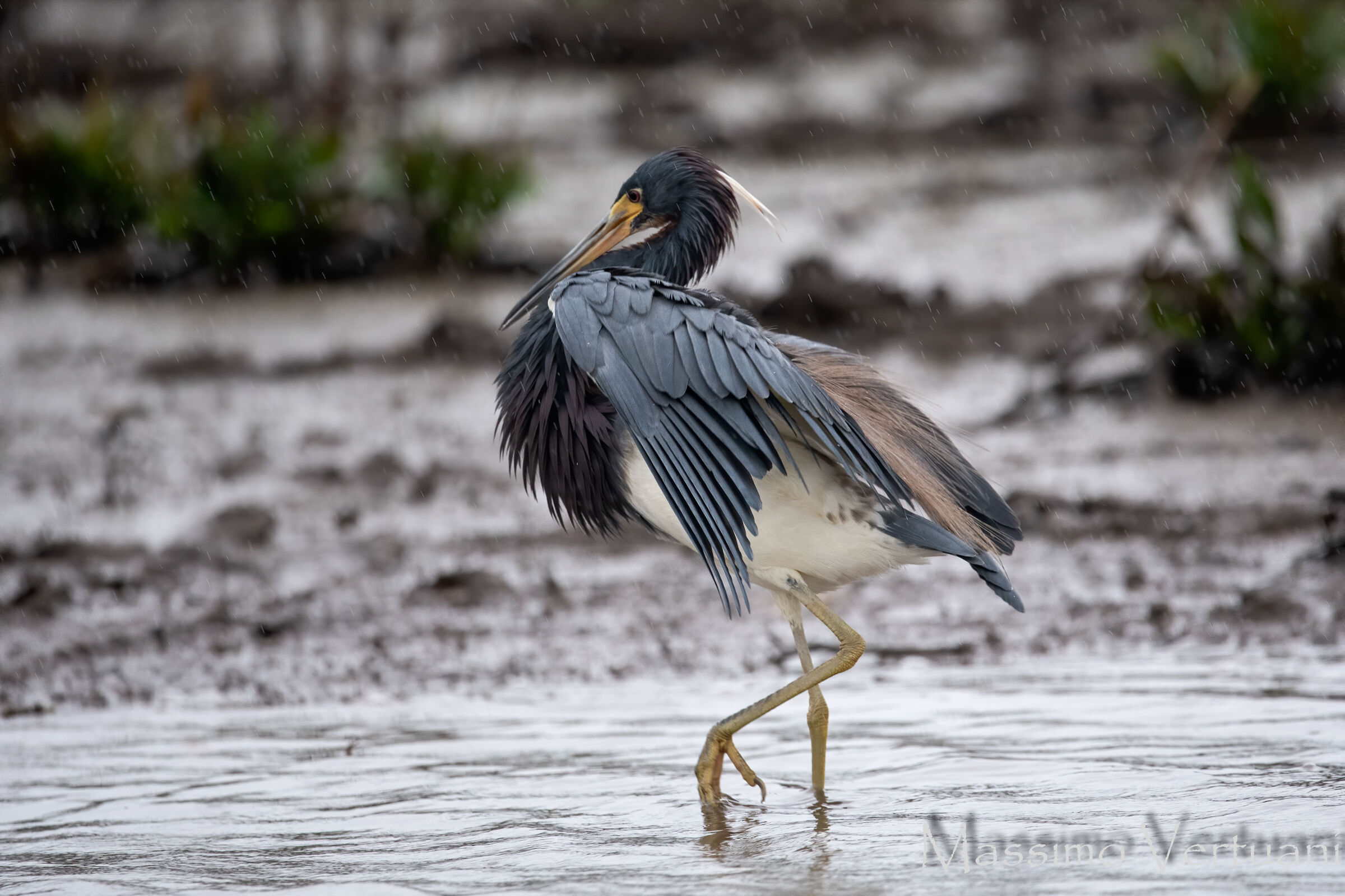 Tricolored Heron (Costa Rica)