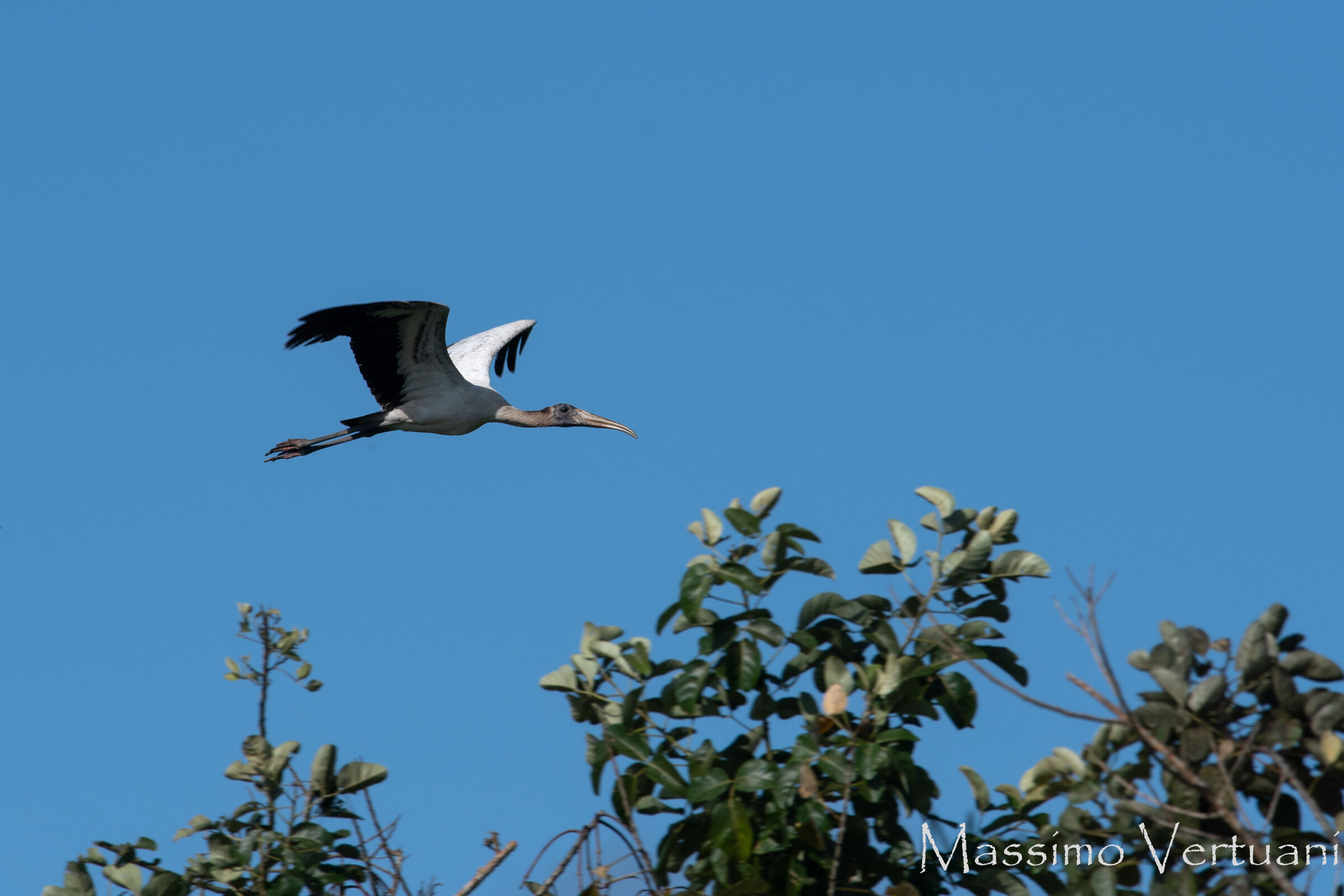 Wood Stork (Costarica)