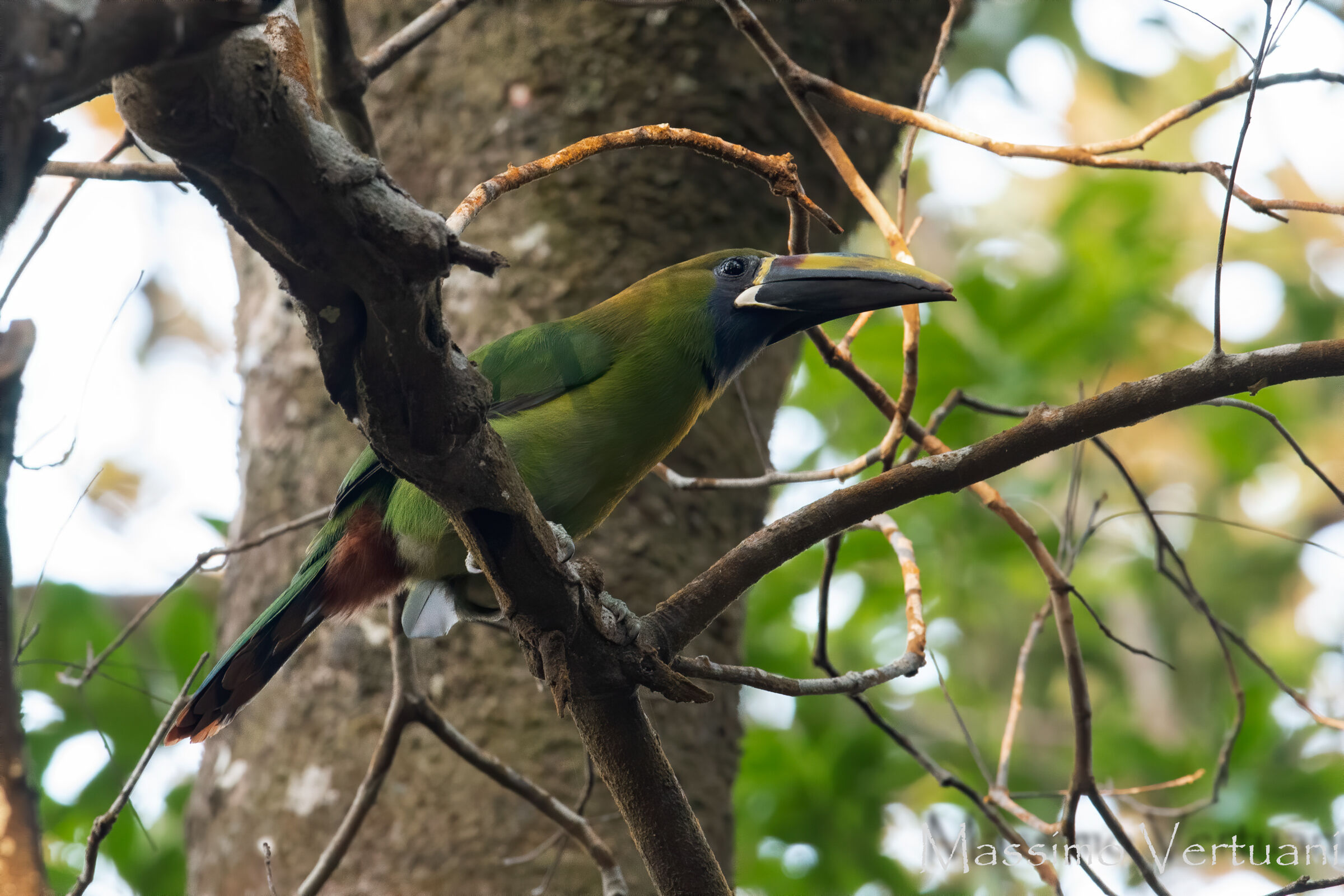 Emerald Toucanet (Costarica )