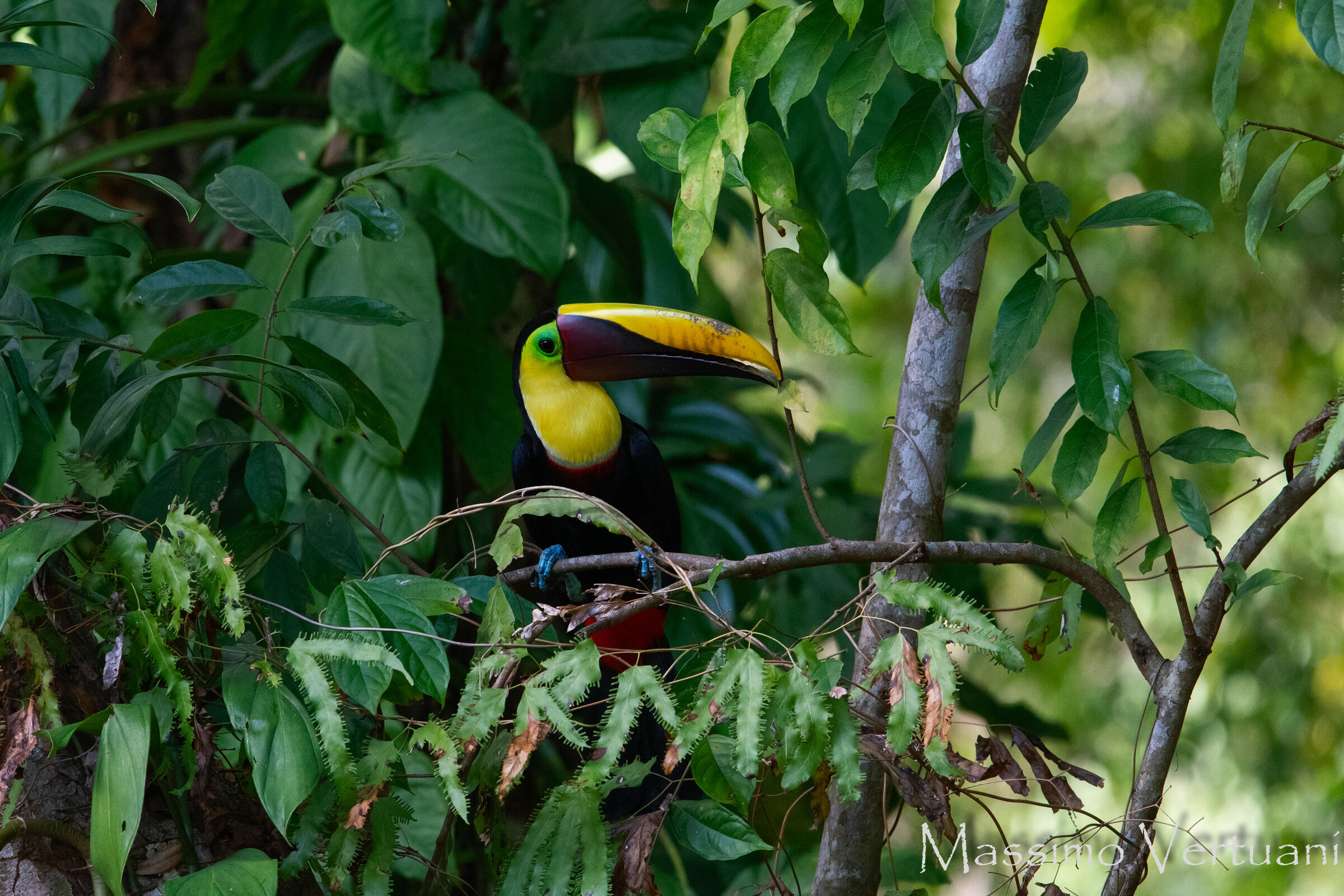Black Mandibled Toucan (Costarica)