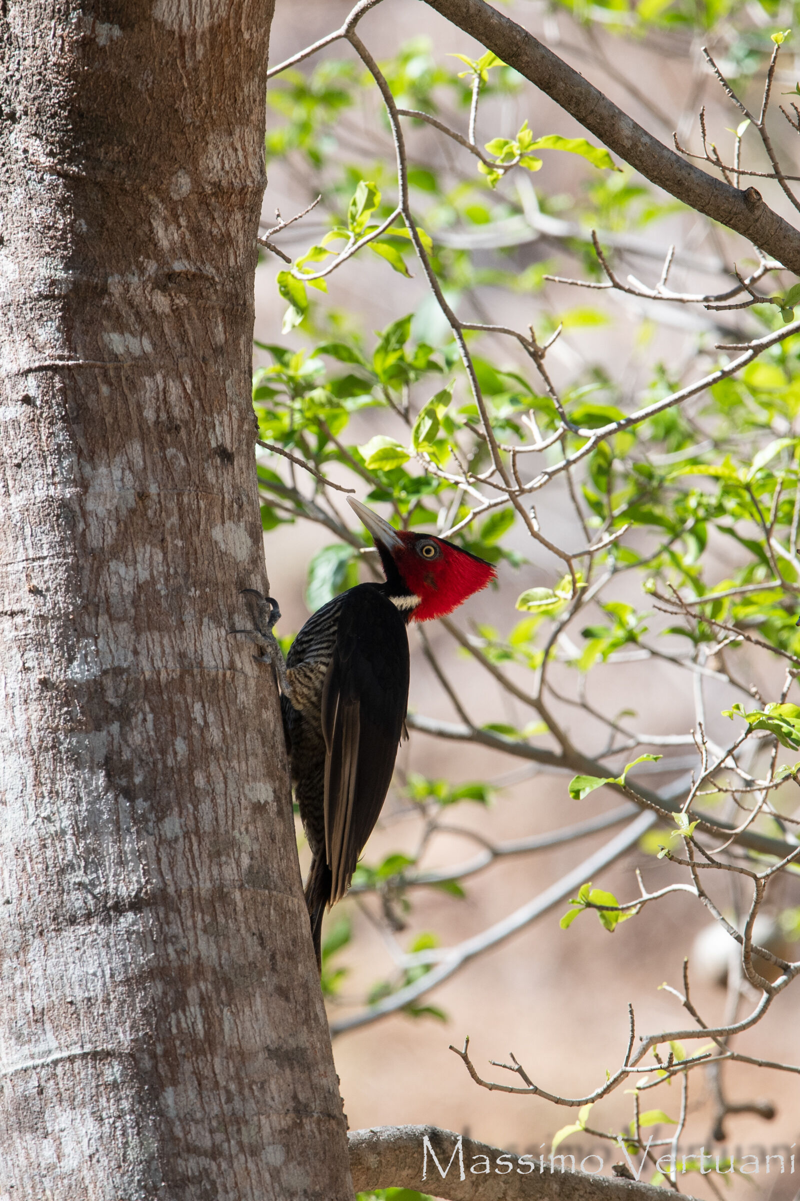 Pale Billed Woodpecker (Costarica )