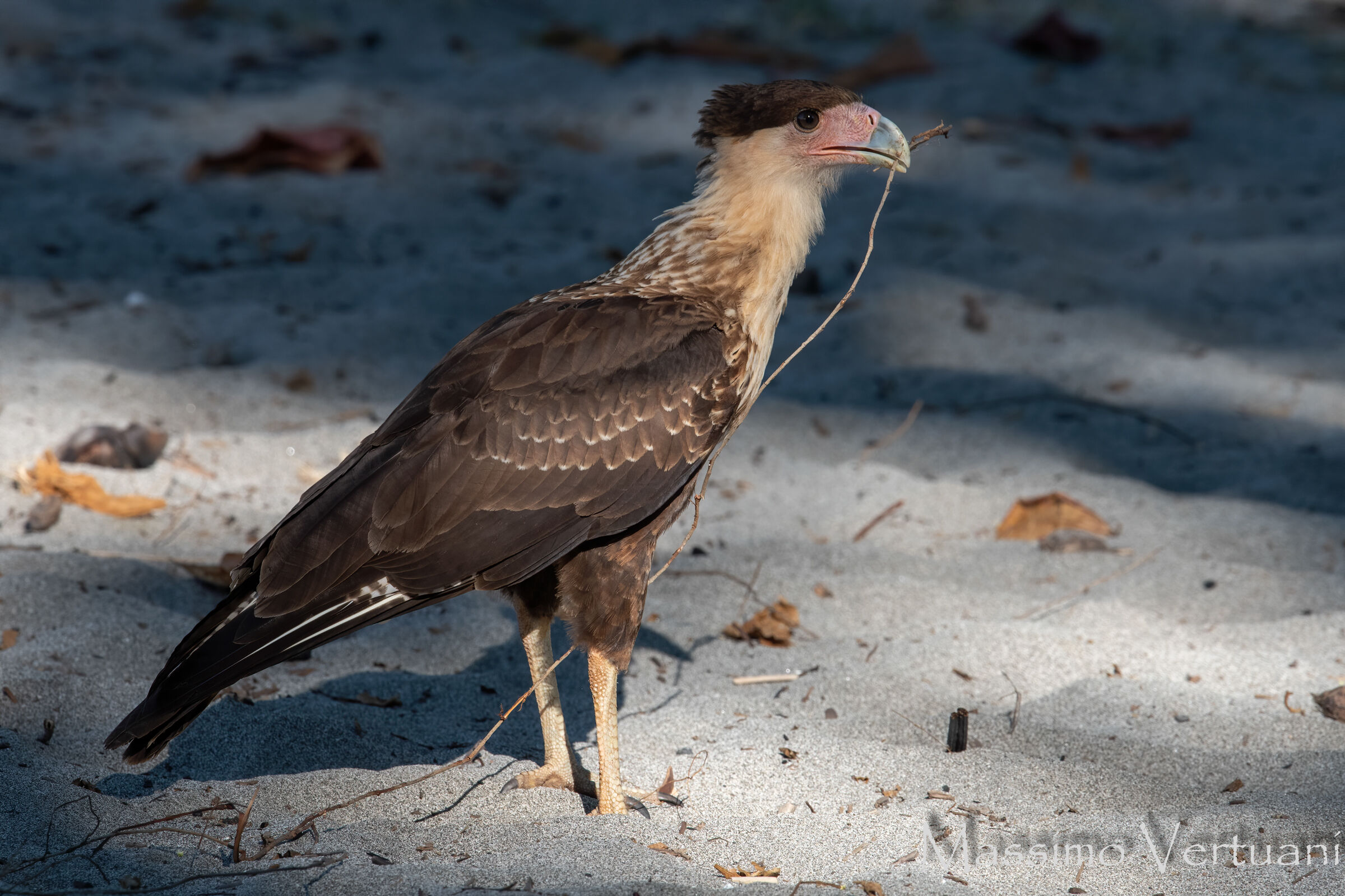 Caracara Crested (Costarica )