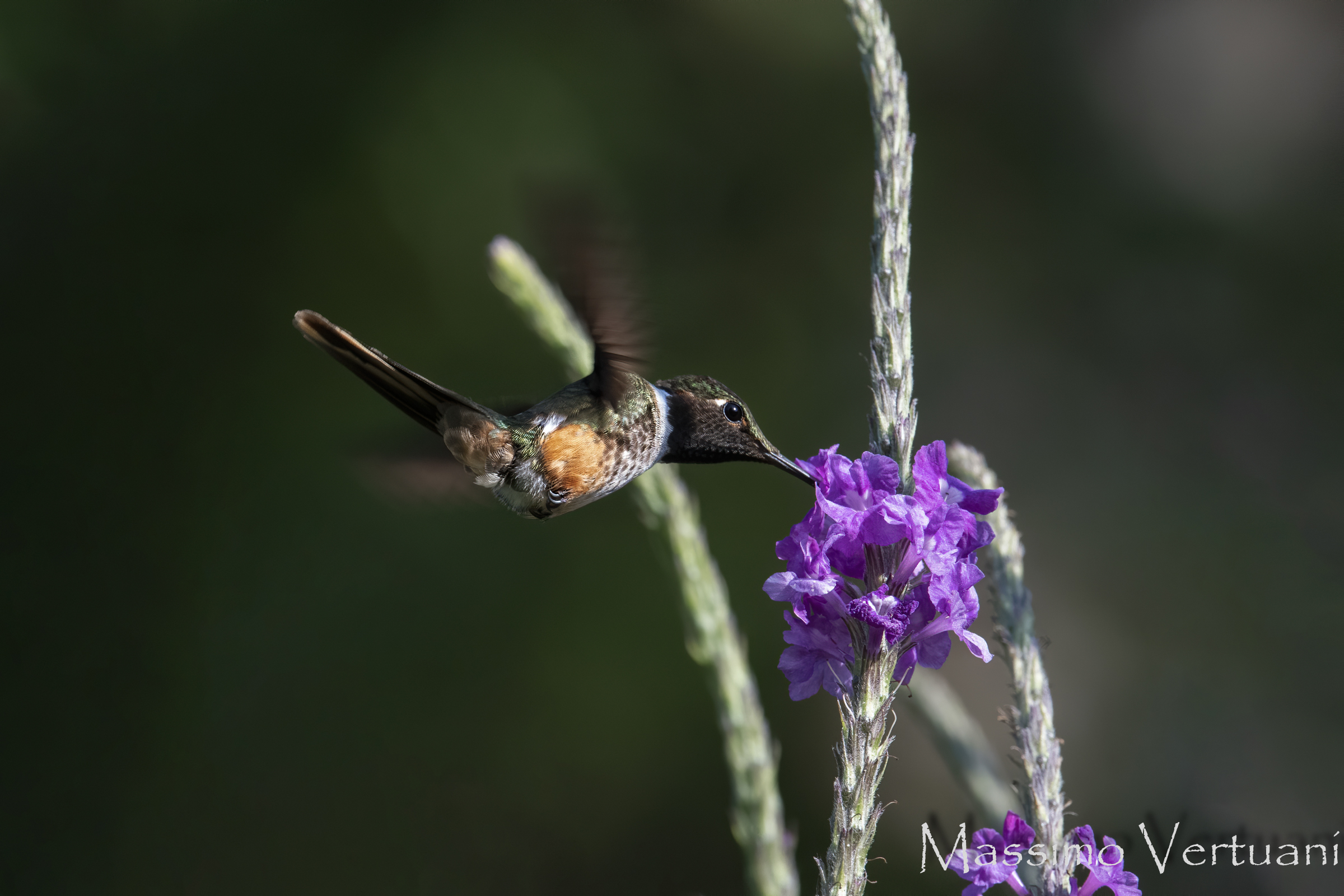 Colibri (Costa Rica)