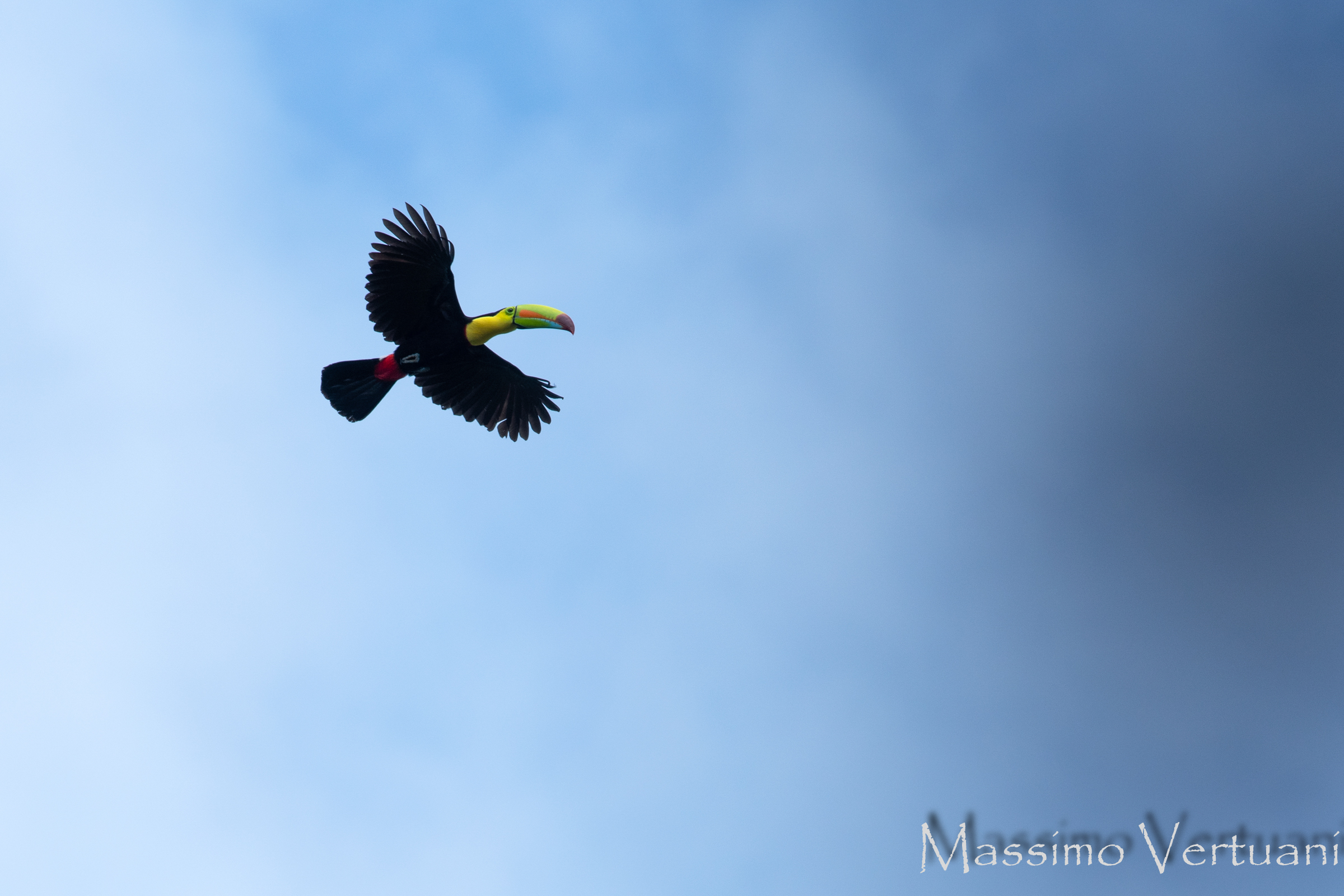 Keel billed Toucan (Costa Rica)